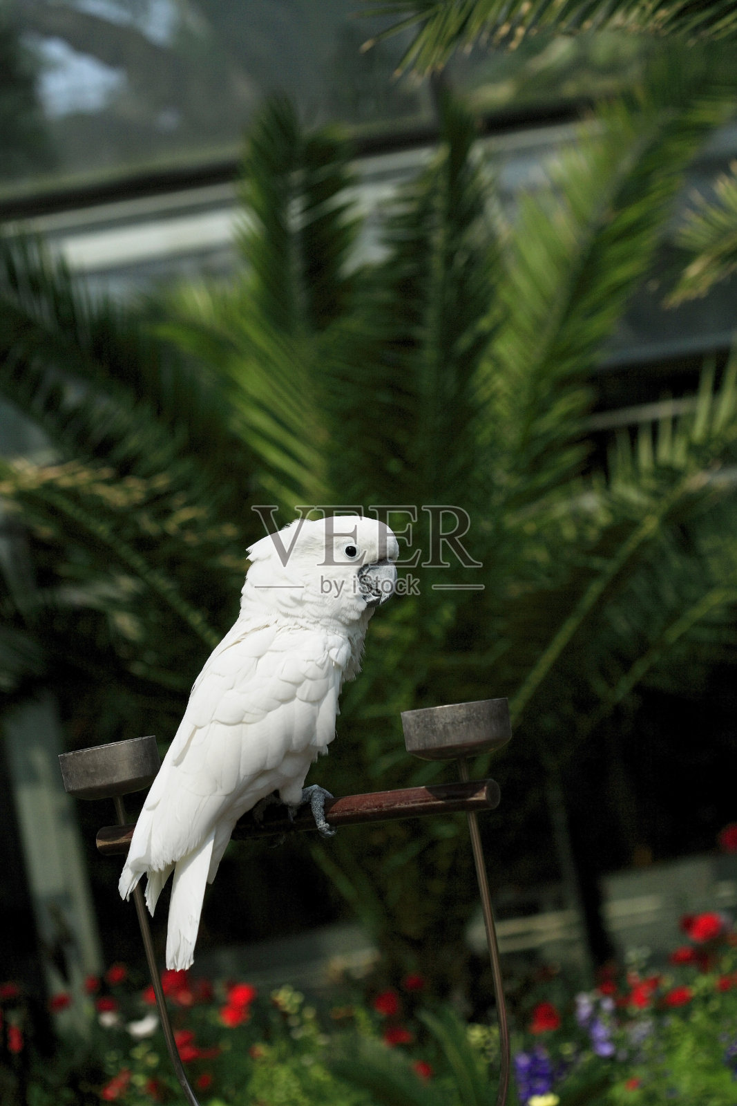 以植物为背景的鹦鹉照片摄影图片