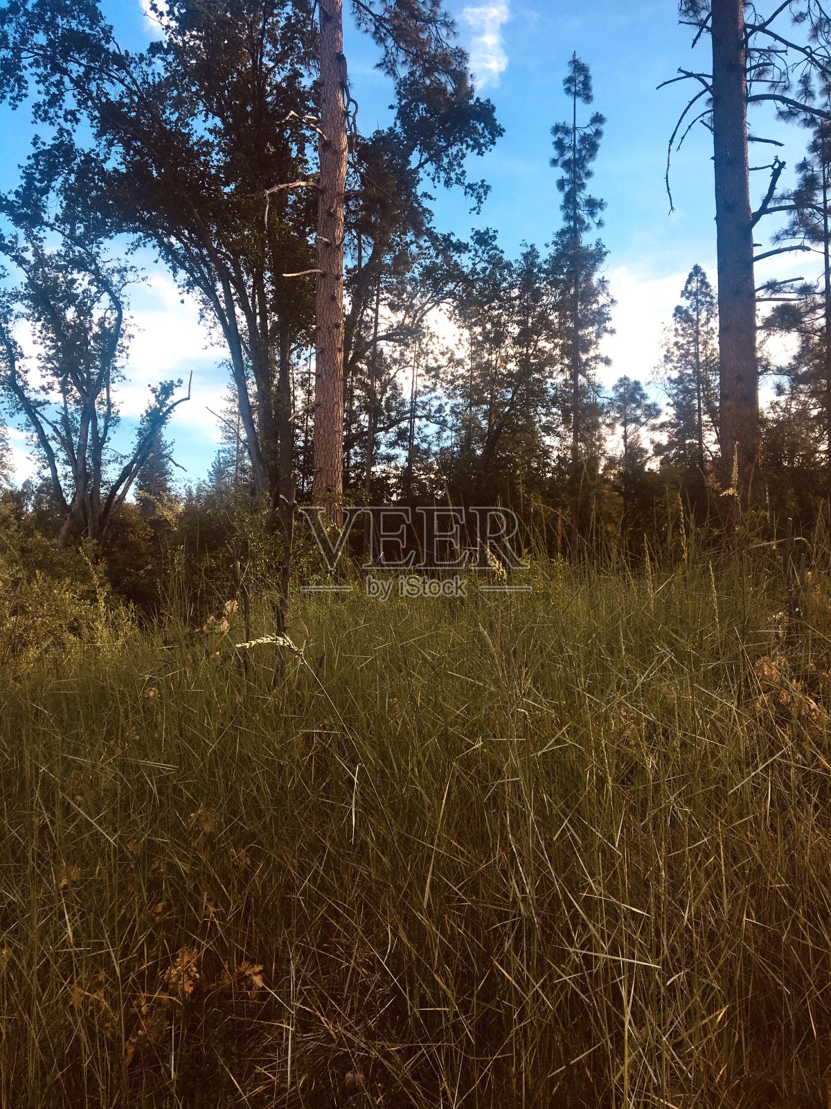 眼花缭乱照片摄影图片