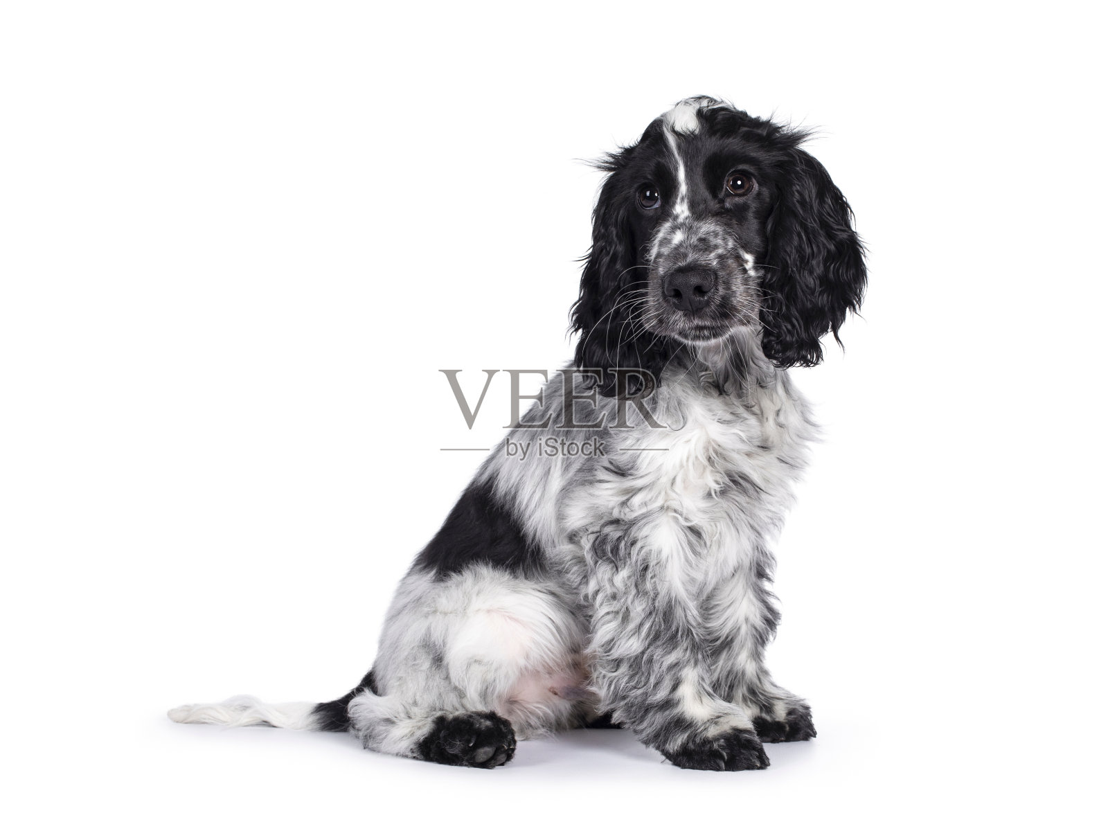 白色背景上的可卡犬幼犬照片摄影图片