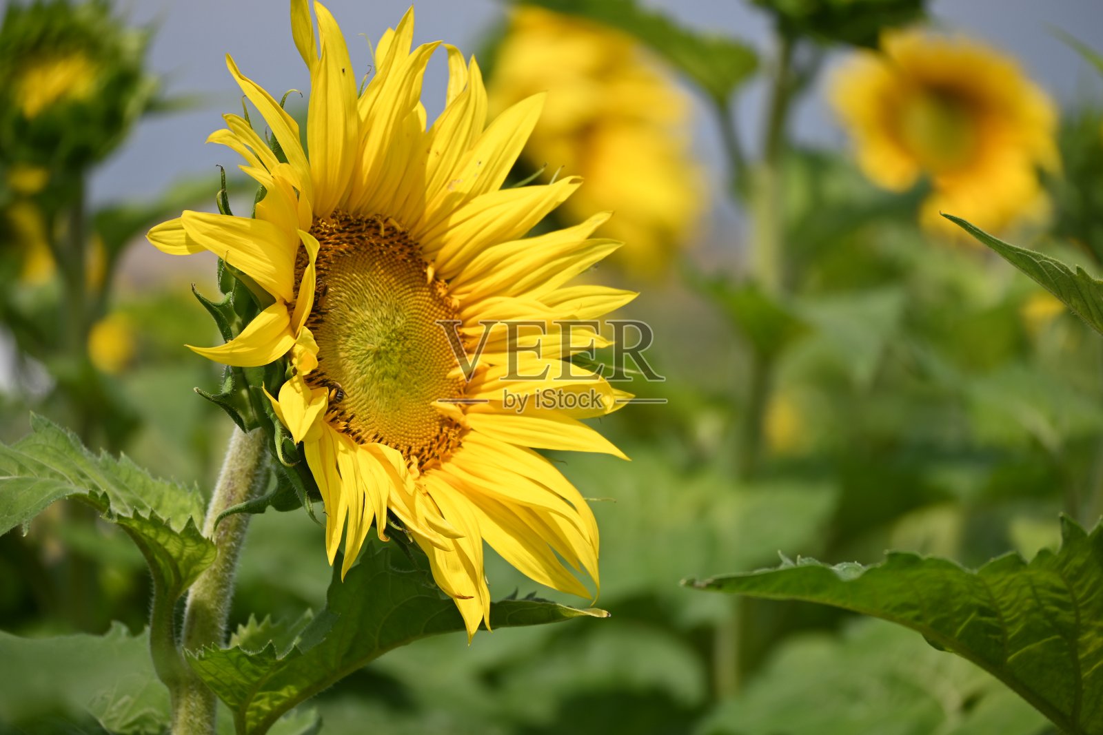 向日葵在明尼苏达州照片摄影图片