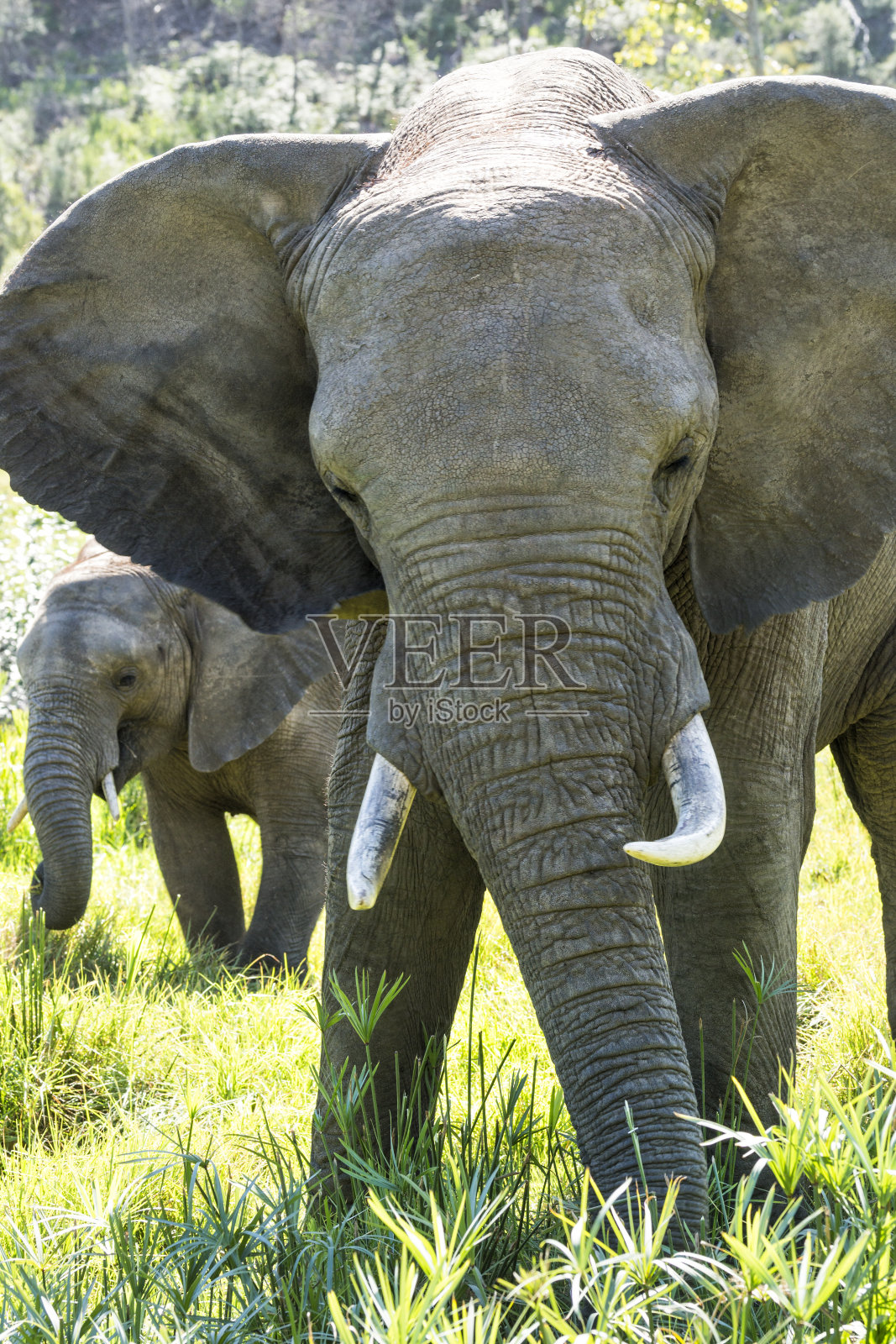 非洲丛林里的大象和婴儿照片摄影图片