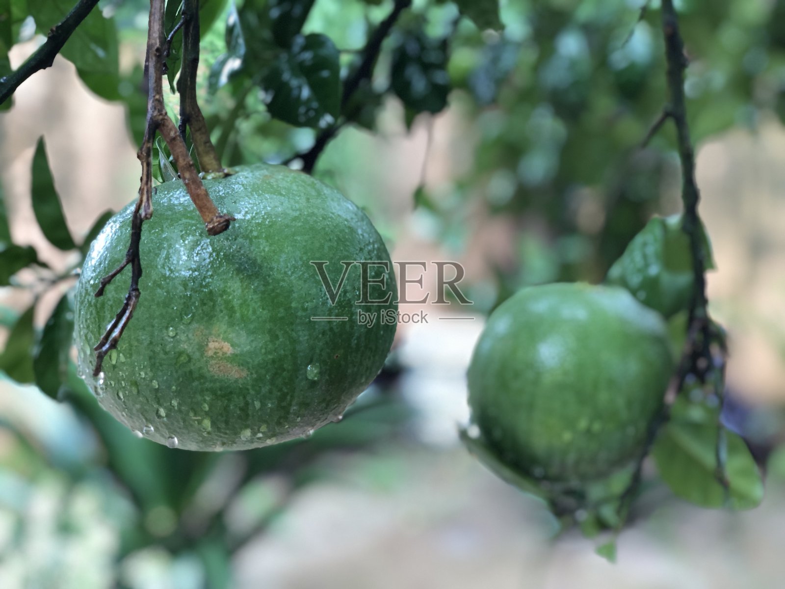 大自然的艺术照片摄影图片