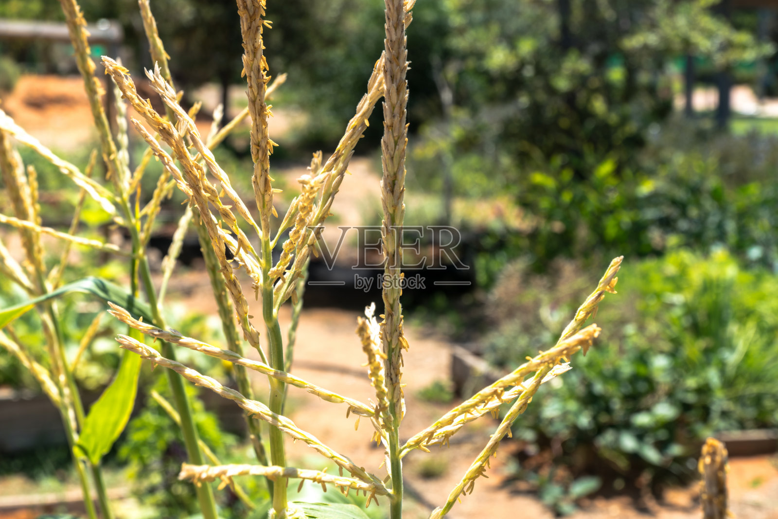 玉米种植园的花序，玉米花照片摄影图片