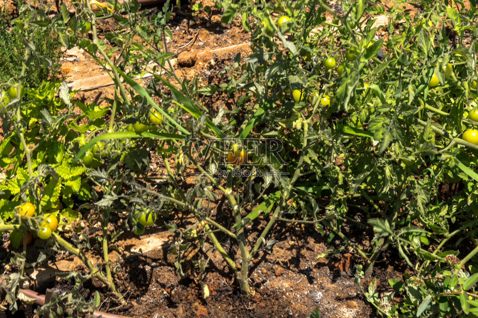绿叶中枝条上生长的绿色未成熟番茄照片摄影图片