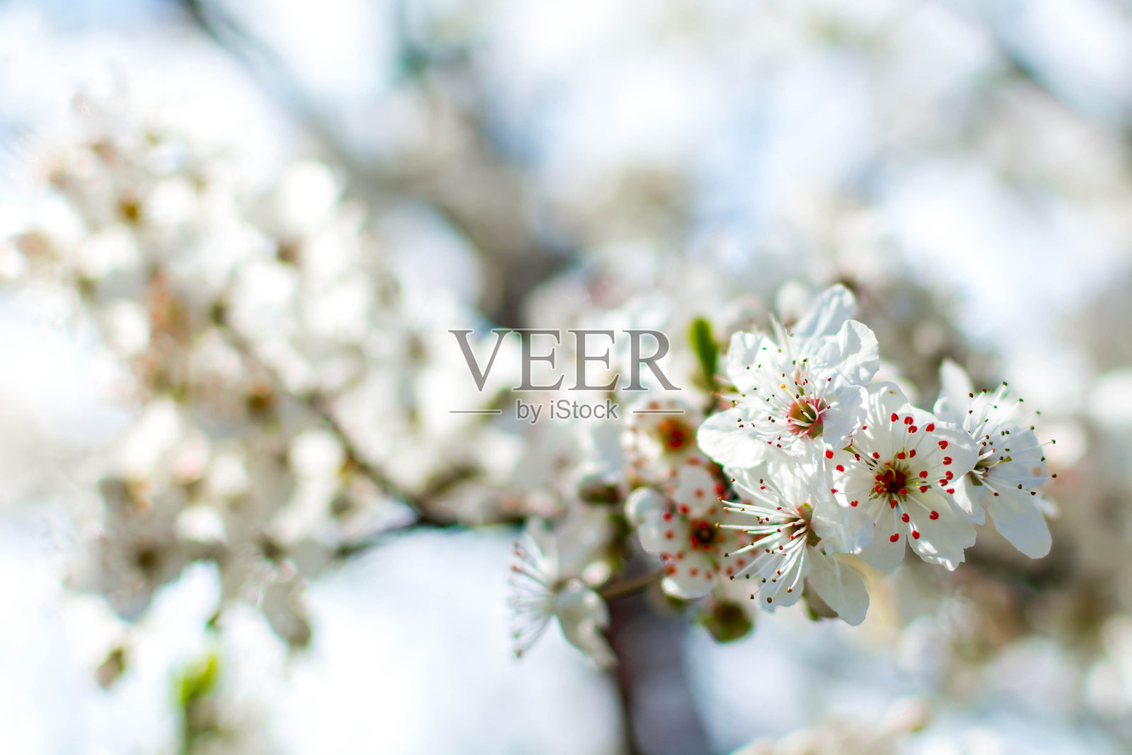 春天照片摄影图片