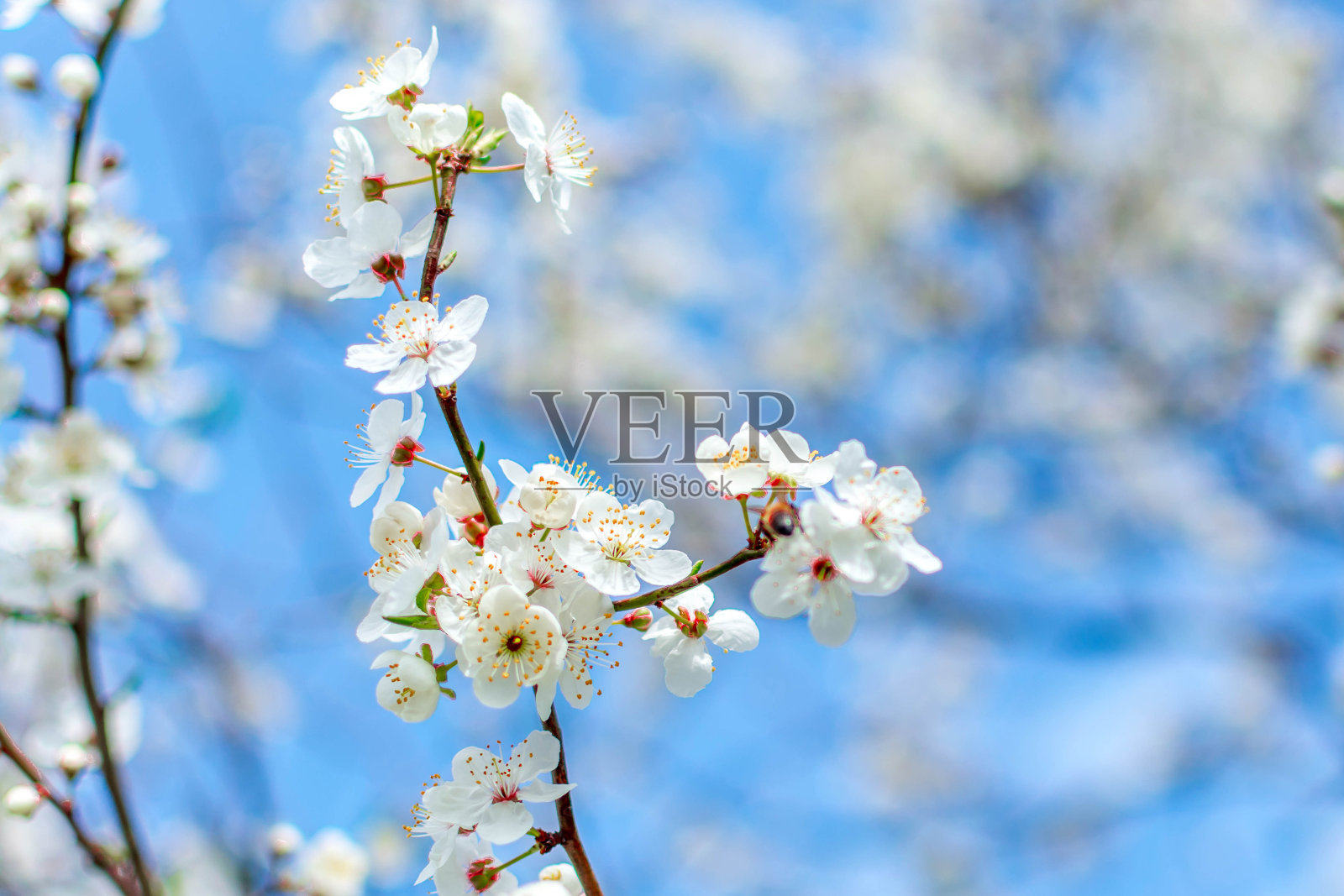 春天照片摄影图片