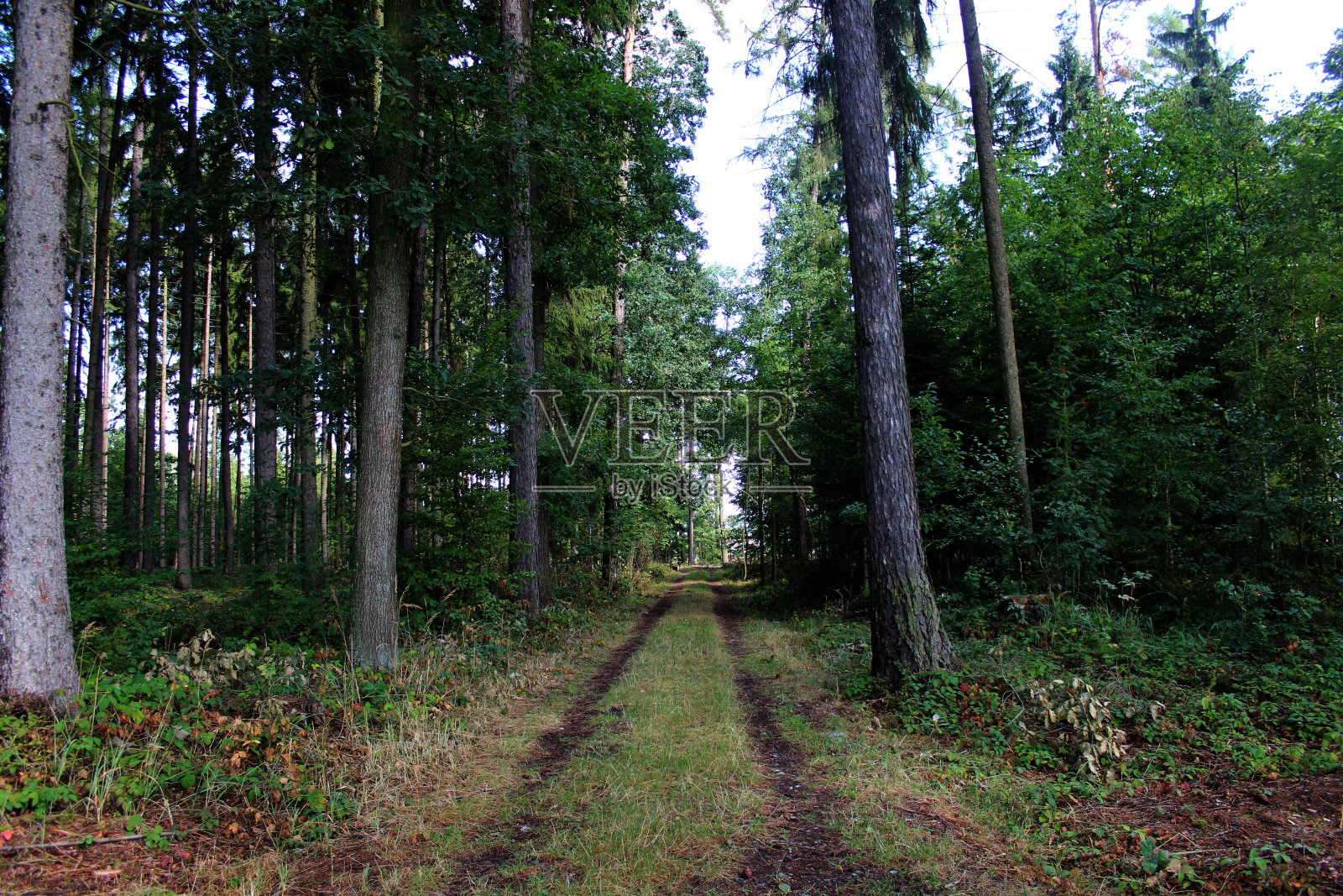 针叶林小道照片摄影图片