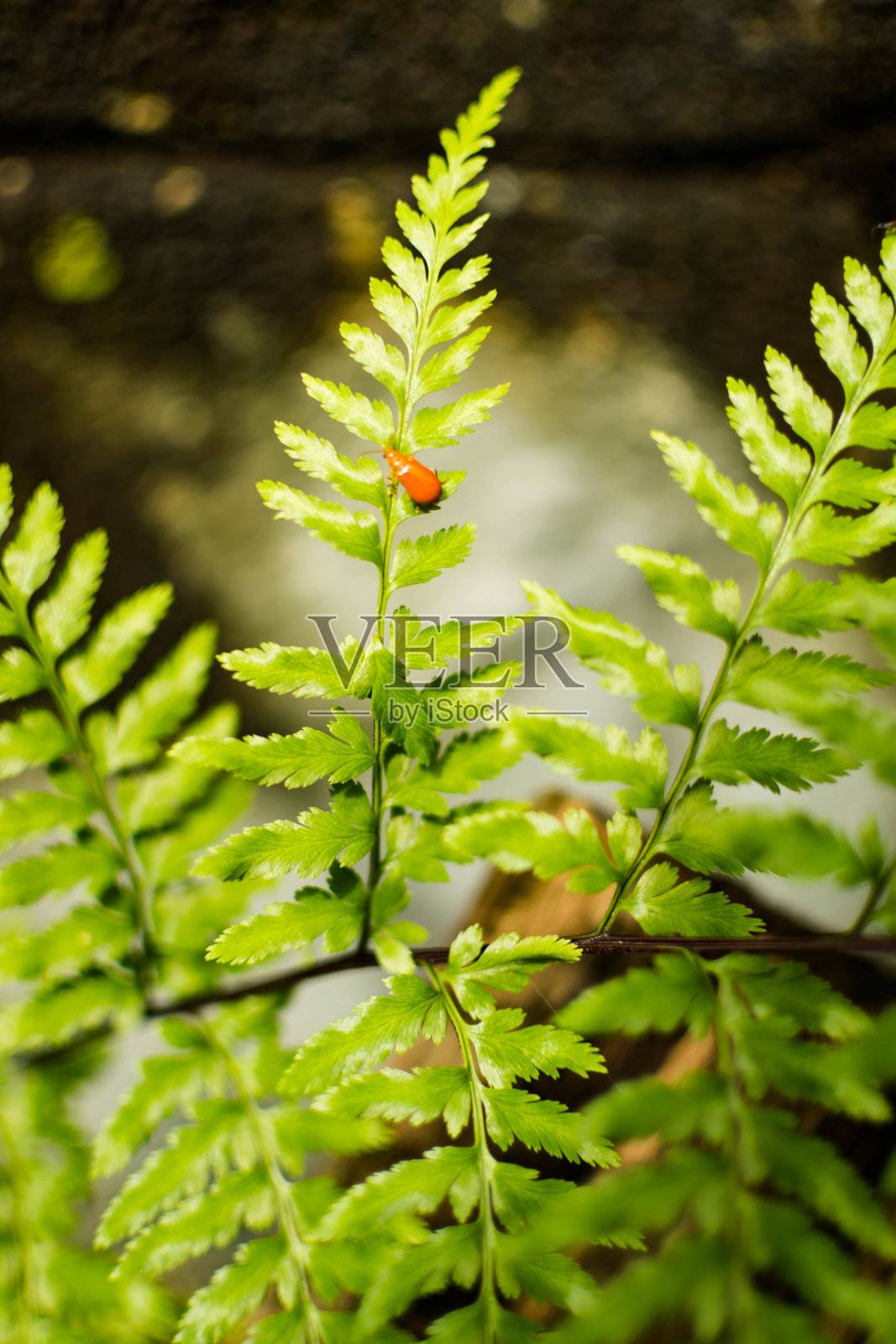 瓢虫停留在绿色的叶子上照片摄影图片