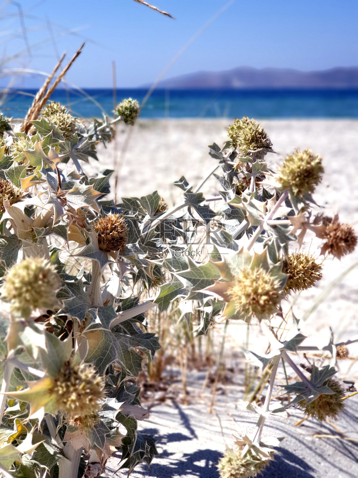 海滩上的冬青。Eryngium maritimum。海洋和植物背景。照片摄影图片