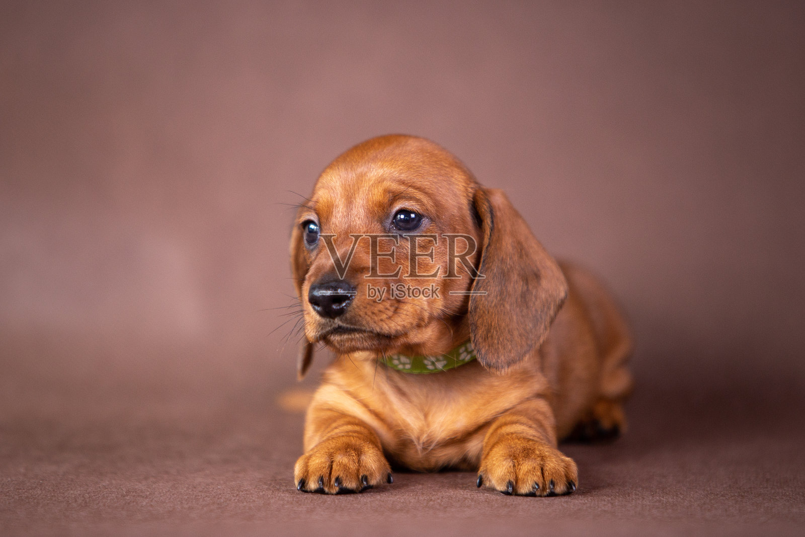 有趣的腊肠小狗肖像在棕色的背景在工作室照片摄影图片