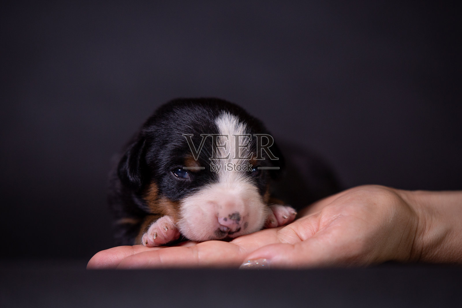 肖像的一个小的小狗品种恩特尔布赫山狗照片摄影图片