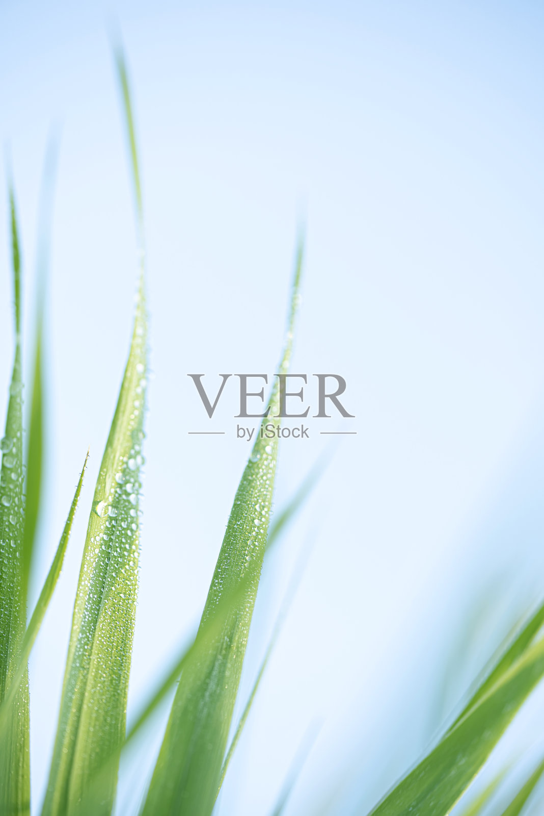 水滴落在新鲜的青草上照片摄影图片