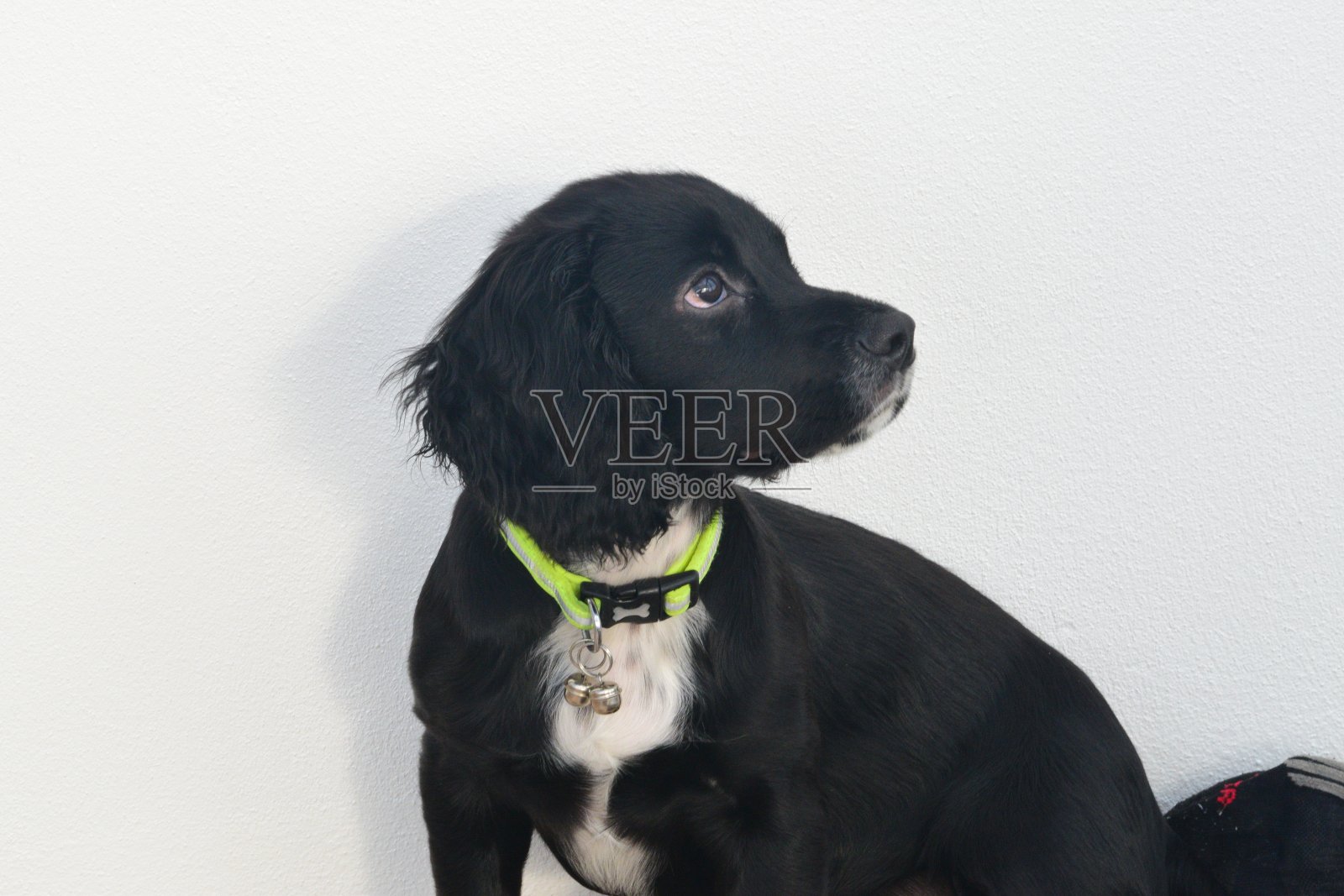 年轻的黑白可卡犬小狗坐着照片摄影图片