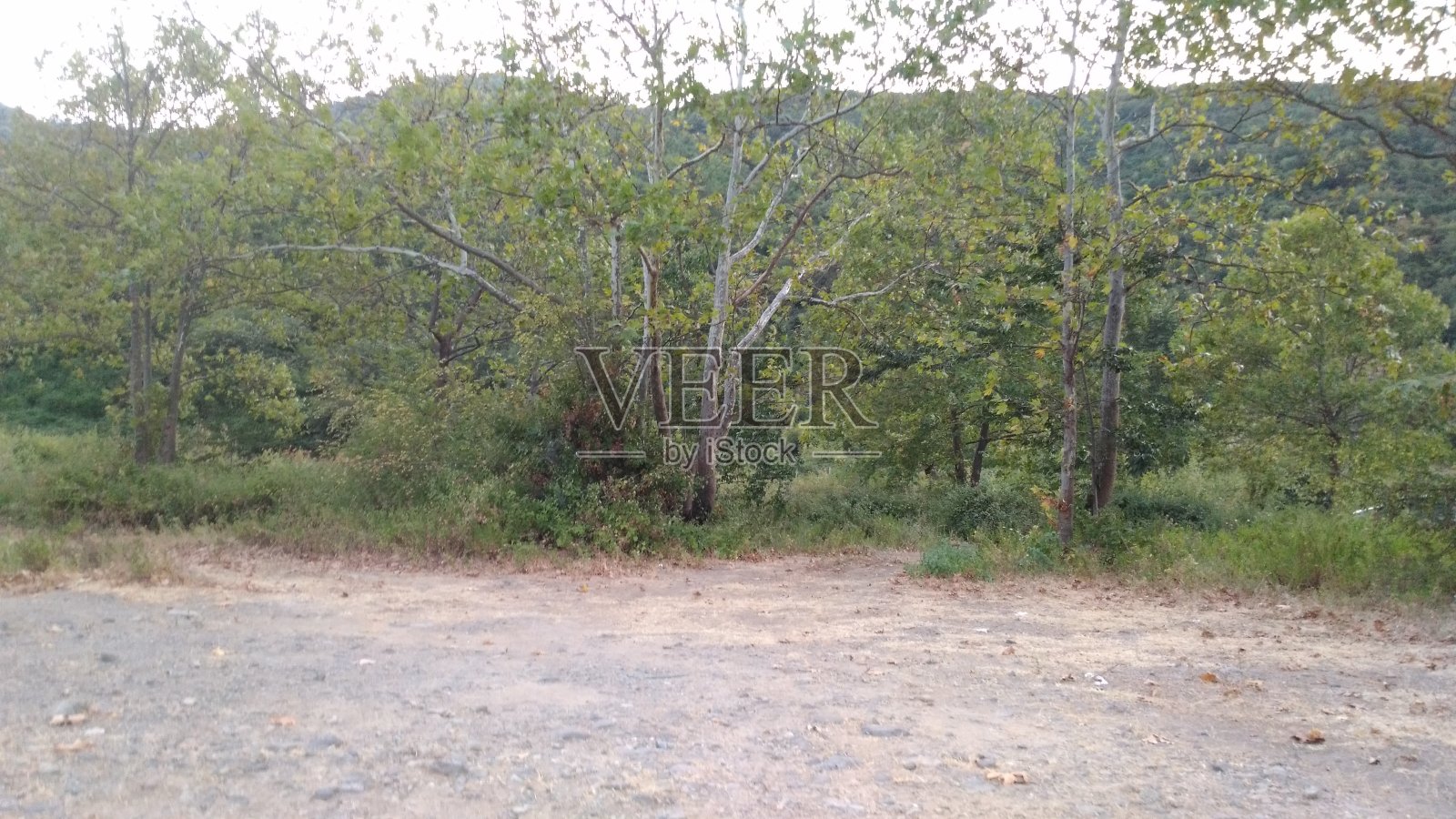 自然森林树木绿化照片摄影图片