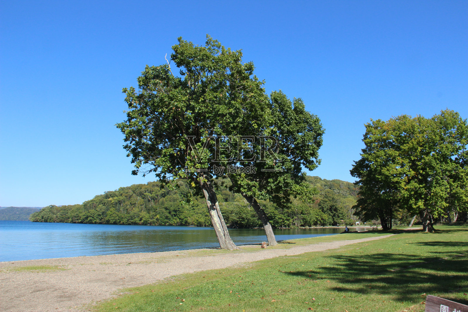 蓝天和湖上的树木照片摄影图片