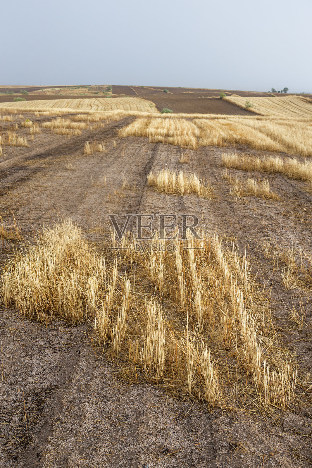 暴风雨下的麦田照片摄影图片