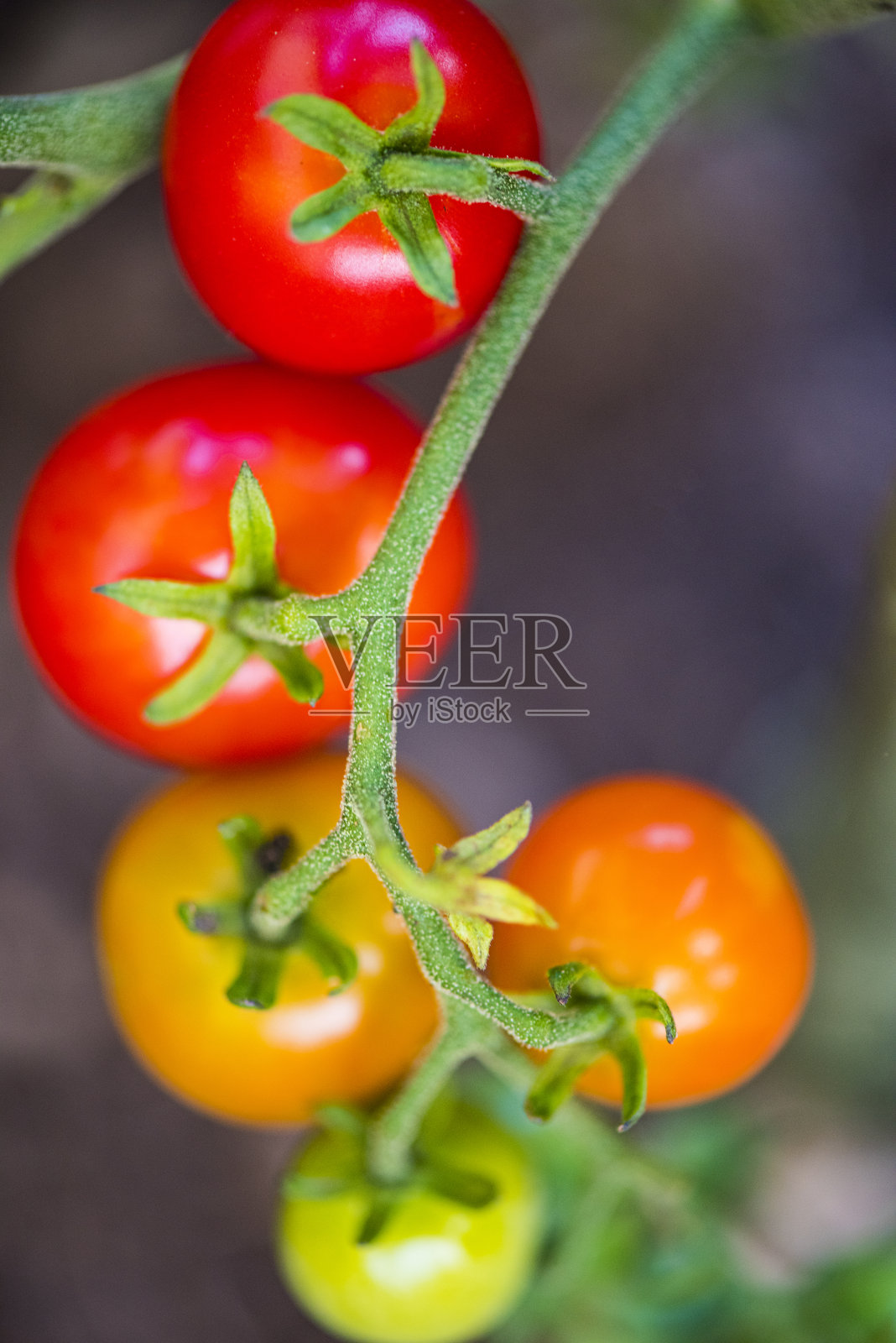 本土樱桃番茄照片摄影图片