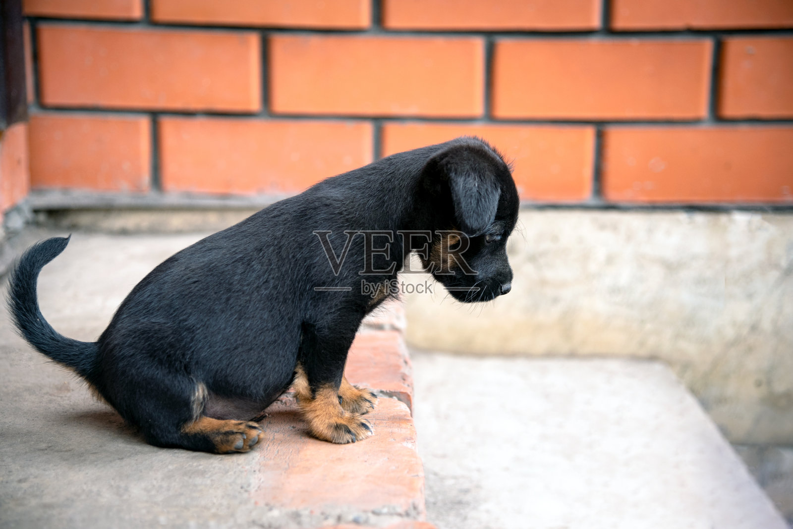 一只jagdterrier品种的小狗正看着摄像机照片摄影图片