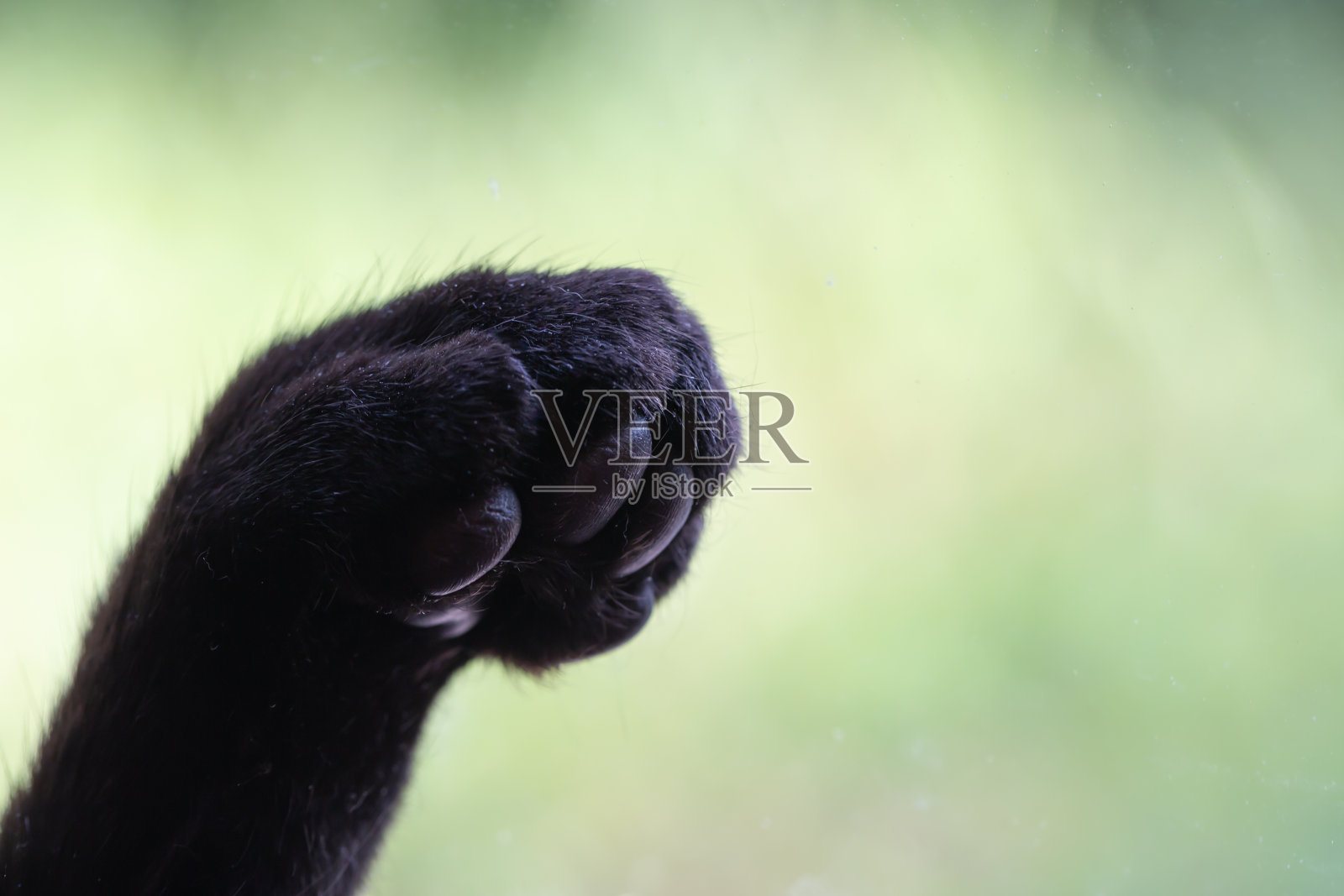 猫的爪垫照片摄影图片