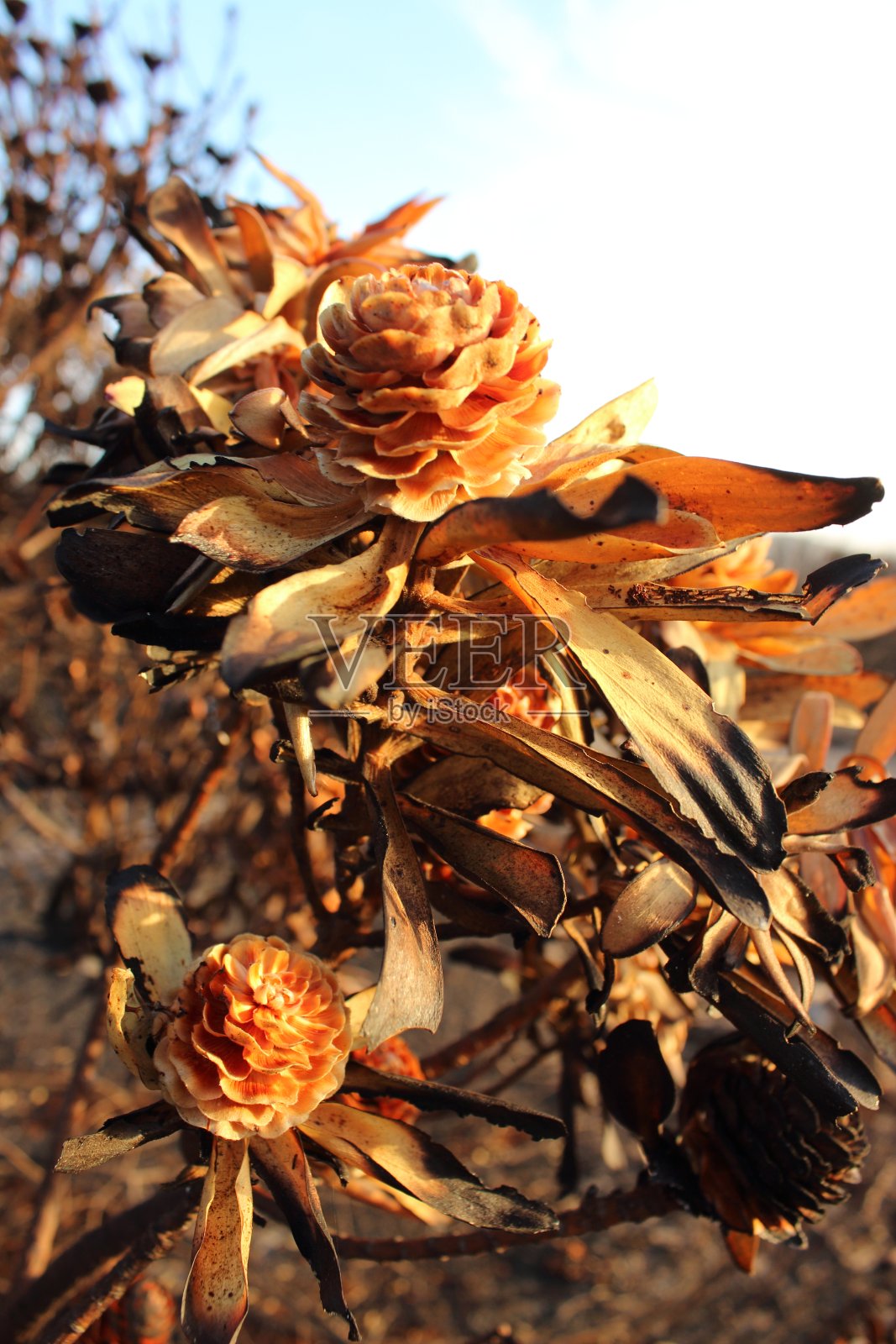 在大火肆虐土地后，干涸的Protea花在干旱的景观中燃烧照片摄影图片