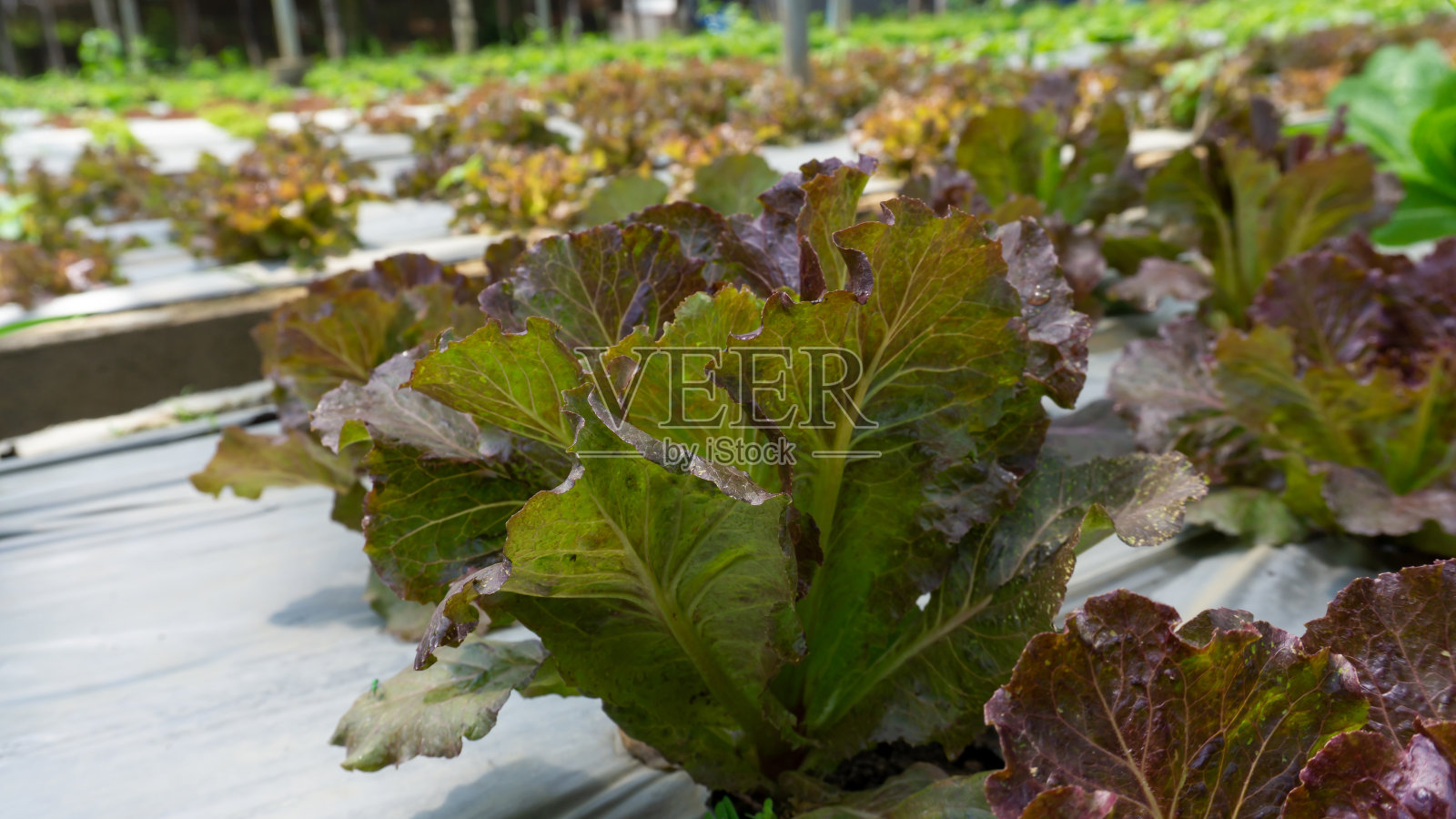 在有机农田蔬菜种植中，青葱和红栎叶生菜幼苗在褐土上播撒，在温室遮荫下的苗圃中覆盖黑色塑料布照片摄影图片