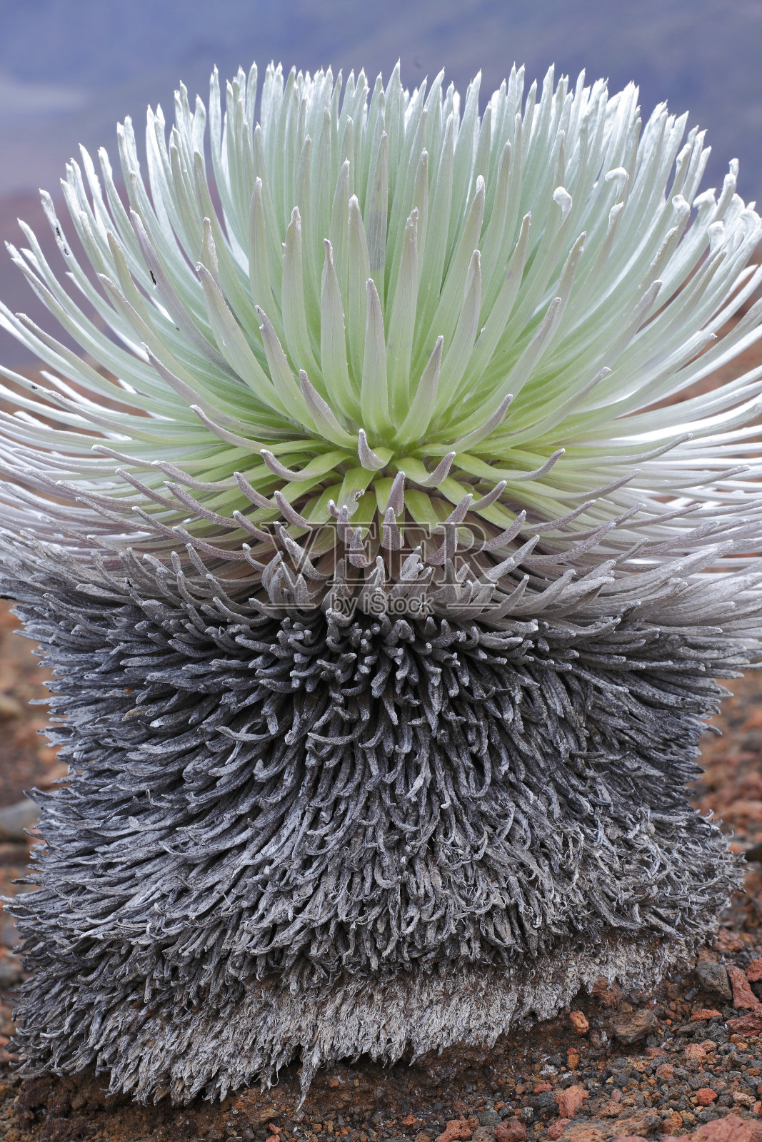夏威夷毛伊岛哈雷阿卡拉火山上的银字。照片摄影图片