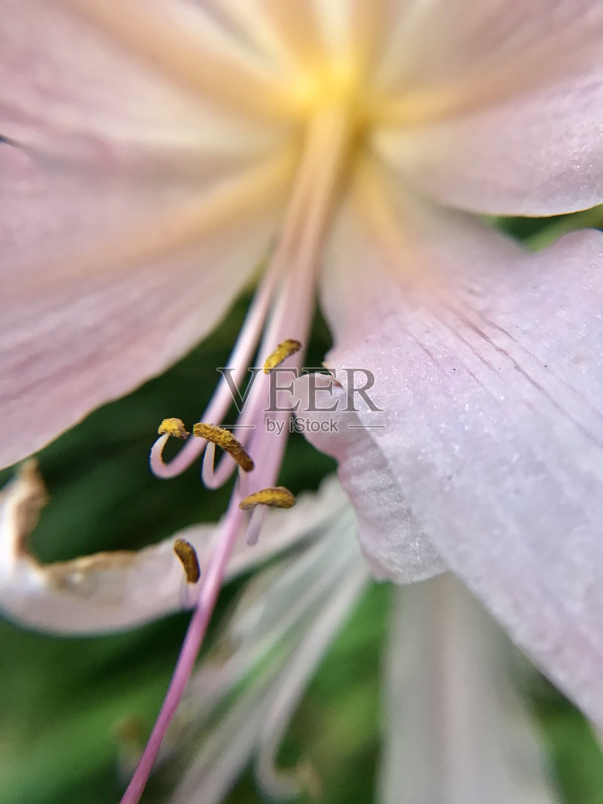 粉色夏季的梦想照片摄影图片