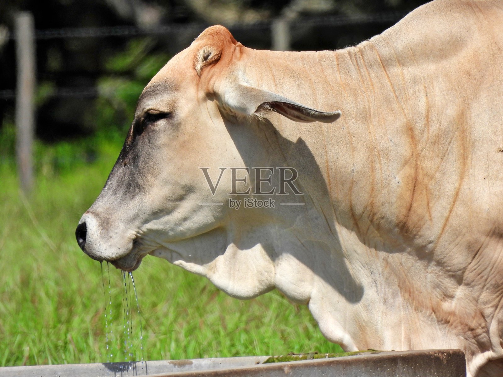 婆罗门牛(牛属)从水槽中饮水后滴水的照片摄影图片