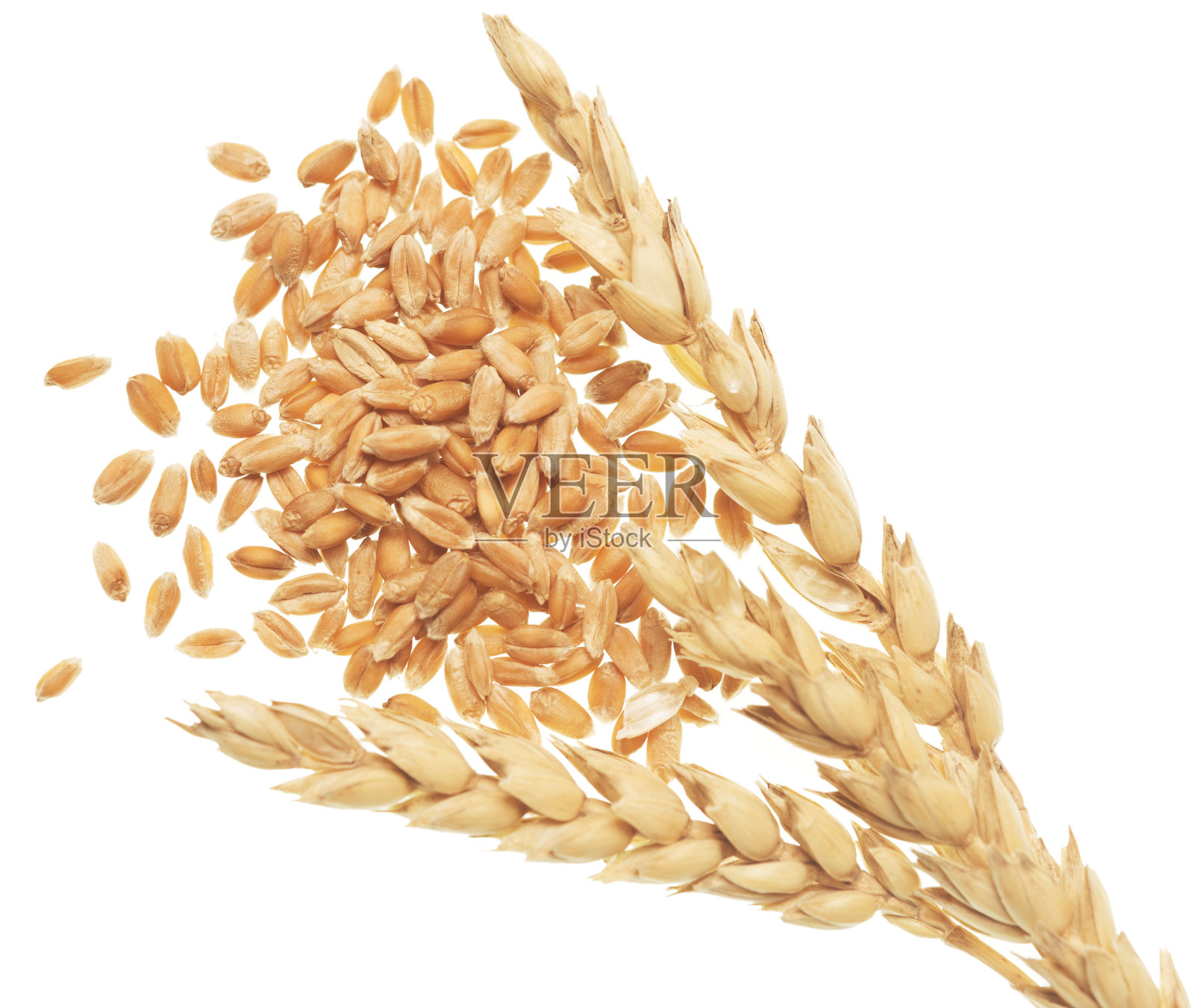 小麦在白照片摄影图片