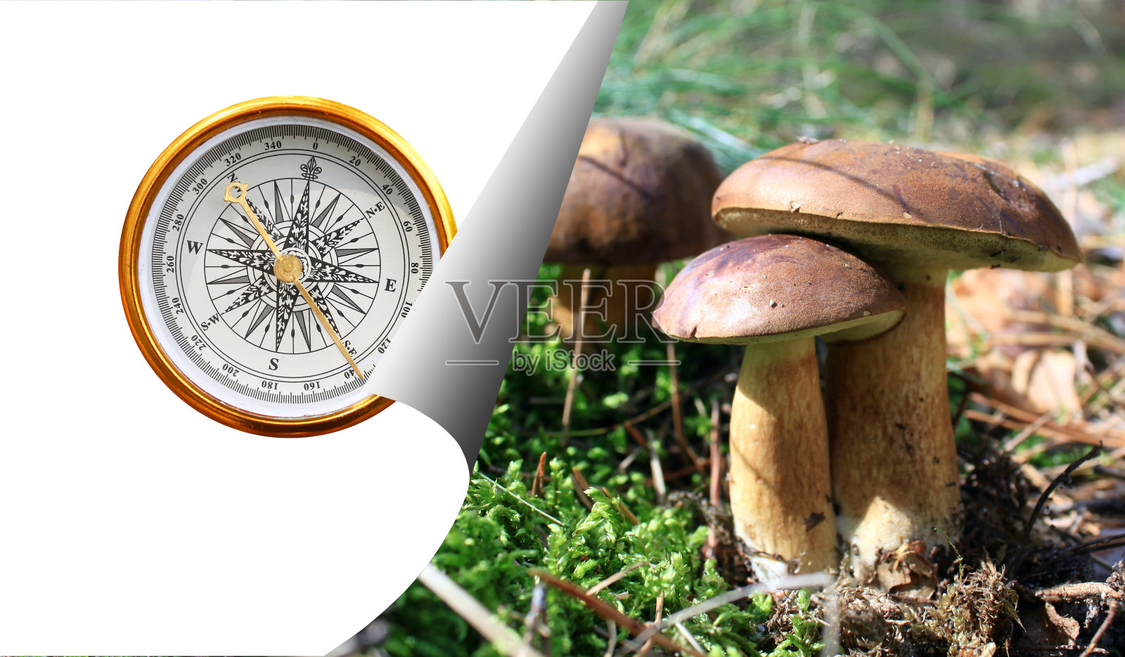 白色背景的冬菇篮作为旅游用指南针、旅游用指南针、户外活动用指南针的象征照片摄影图片