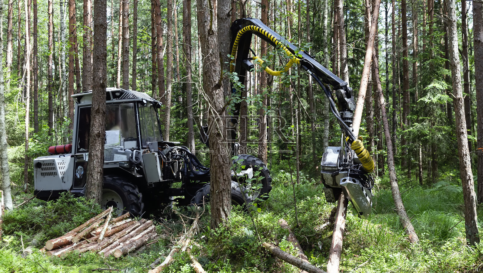 机械化的日志记录。Horvest在森林里工作。特写镜头照片摄影图片