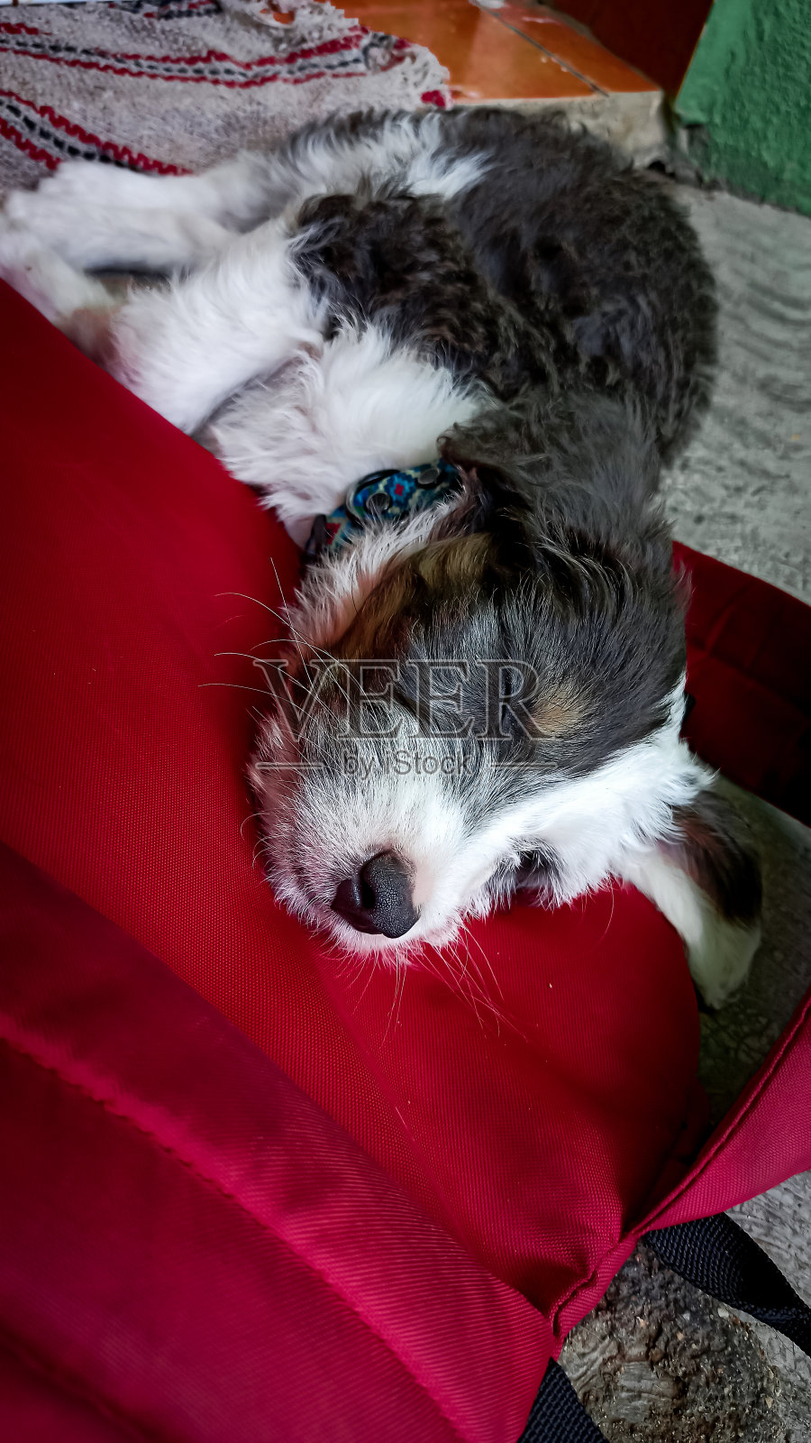 可爱的小狗趴在背包上休息照片摄影图片