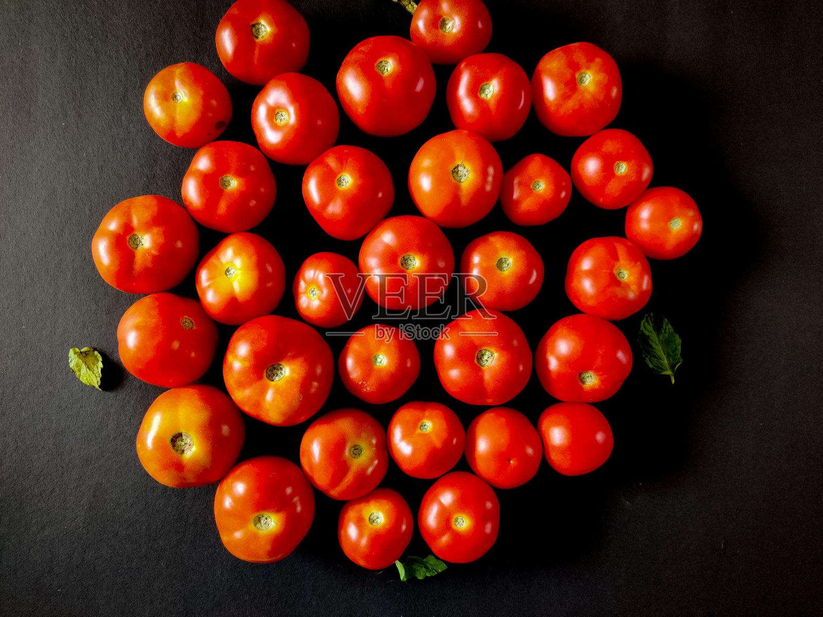 一串新鲜的西红柿孤立在黑色的背景。照片摄影图片