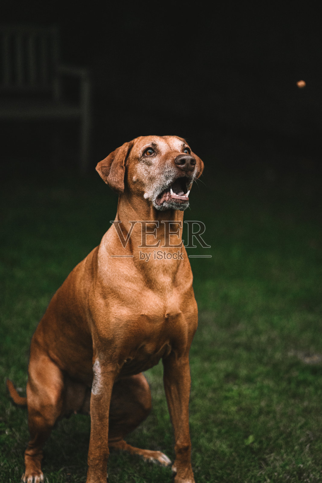 在狗学校的脊背照片摄影图片