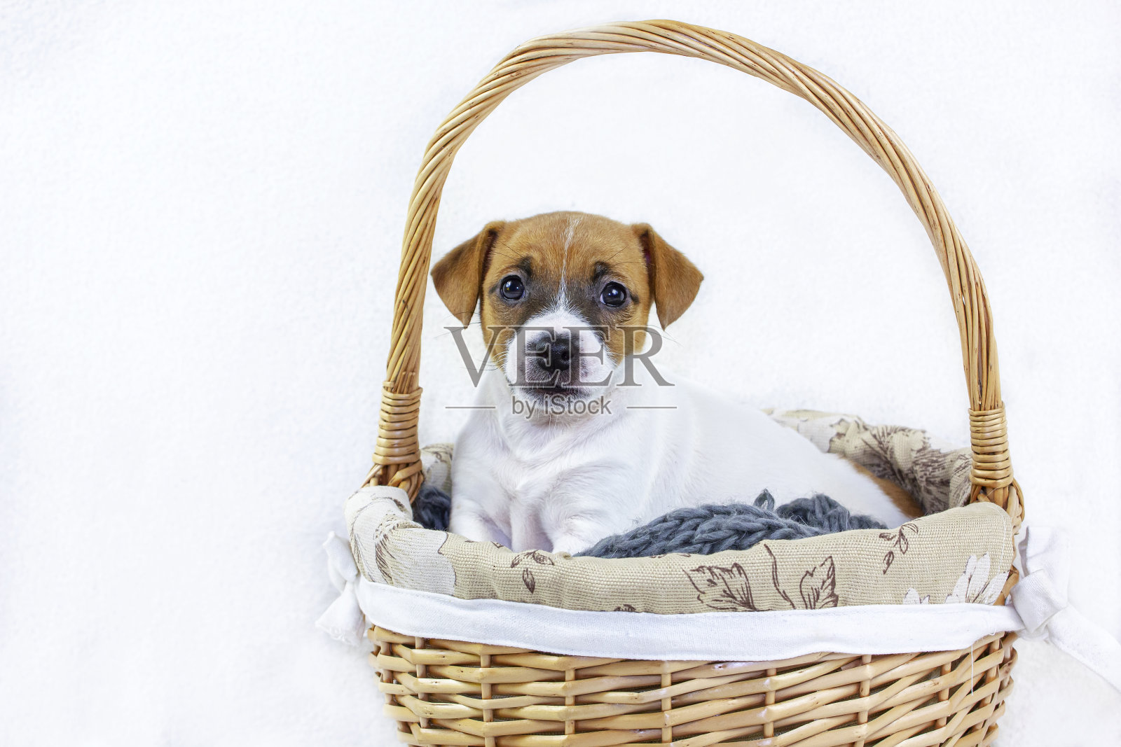 可爱的红毛母小狗杰克罗素梗坐在复活节篮子在白色的背景。水平细长的格式。贺卡。照片摄影图片