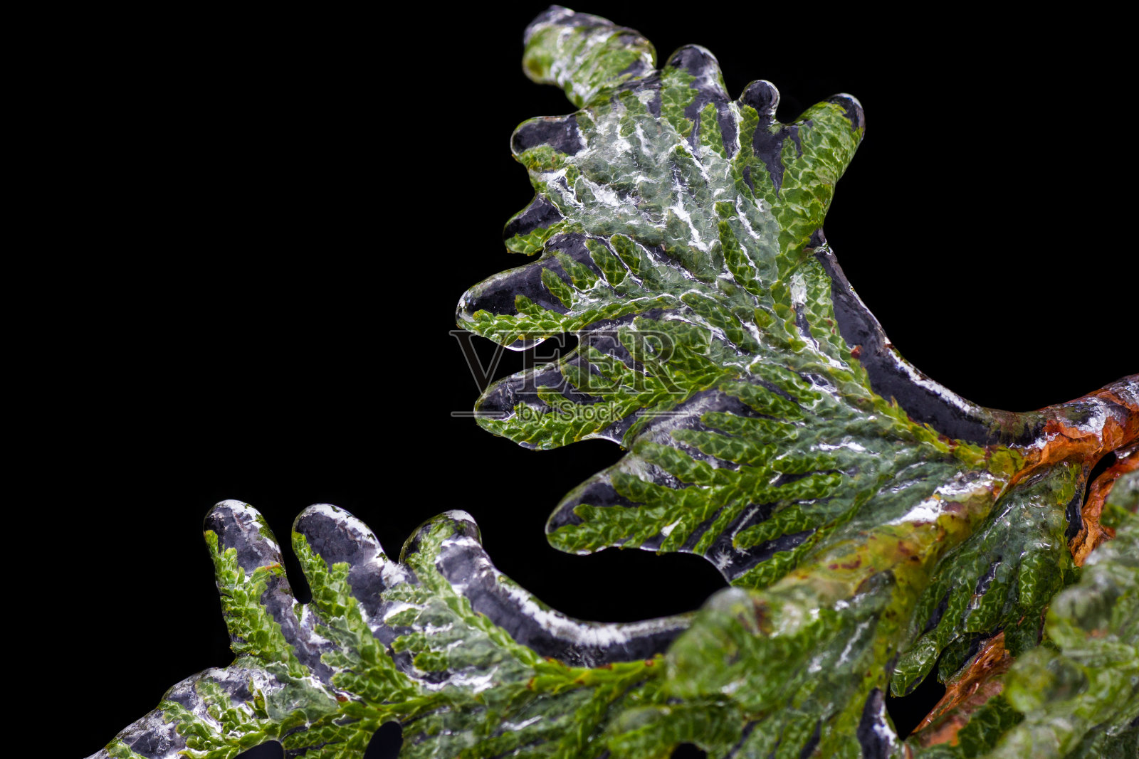 冰冻的植物照片摄影图片