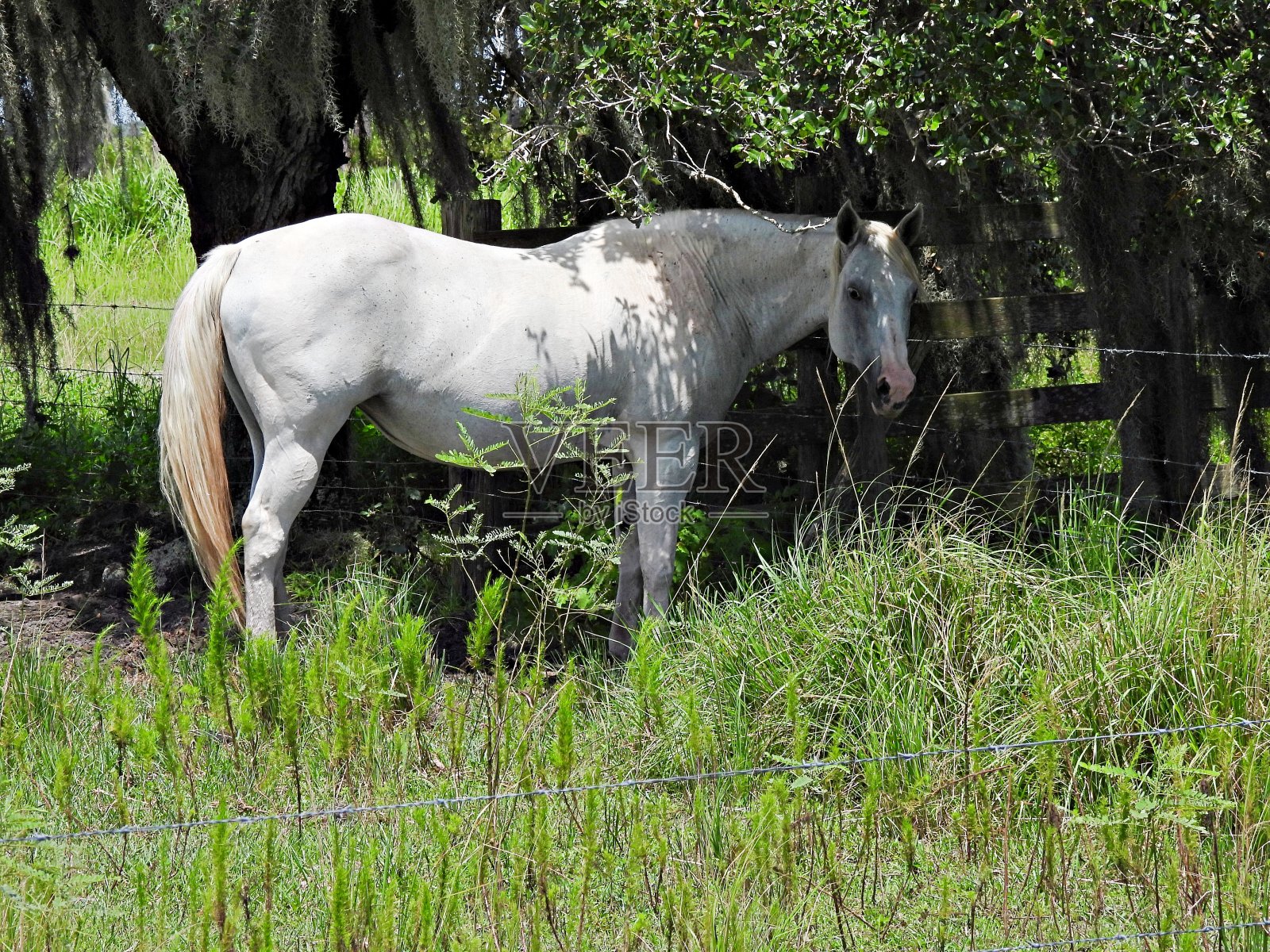在树下保持凉爽的马照片摄影图片