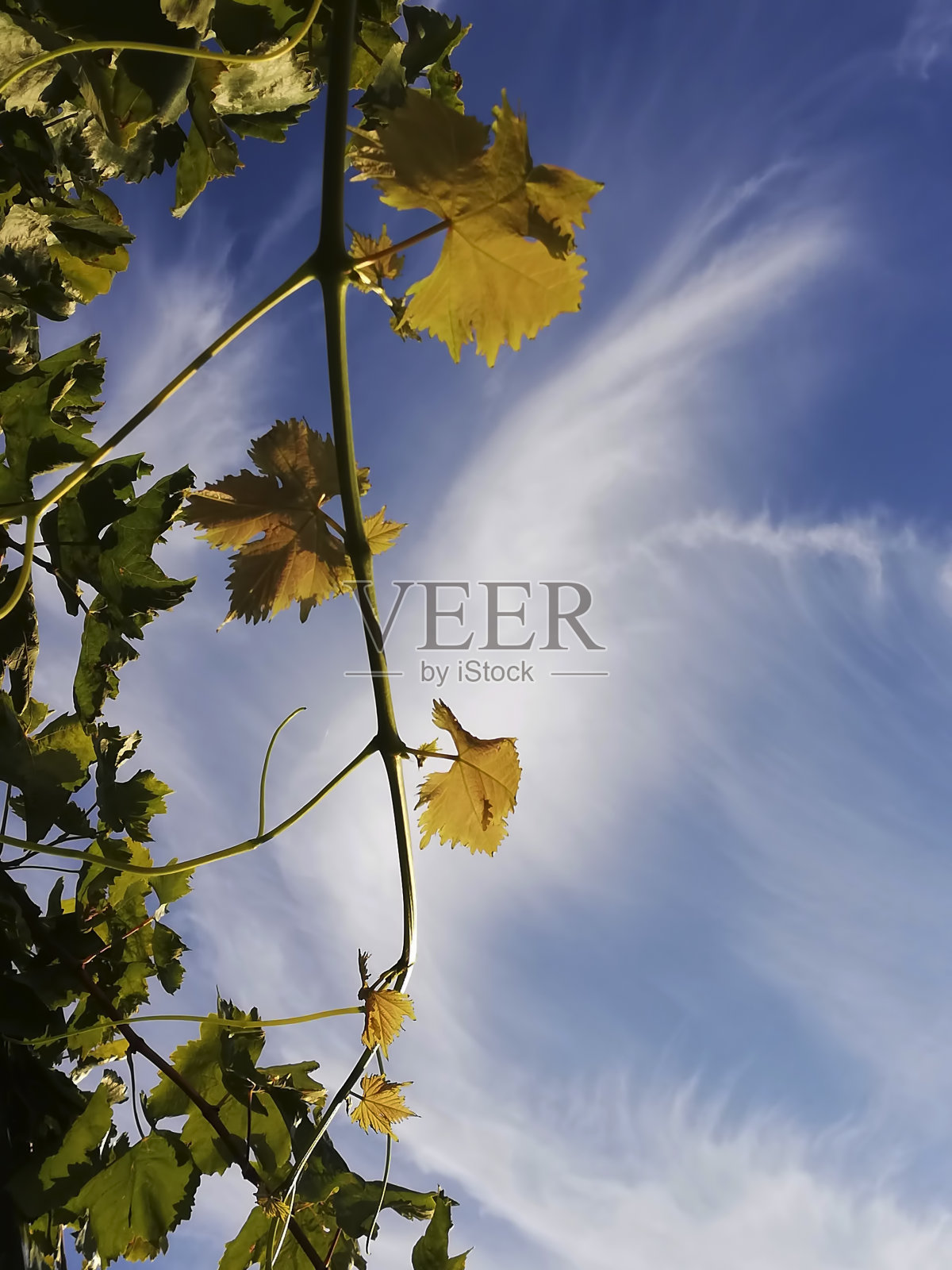 美丽天空下的葡萄藤叶子。照片摄影图片