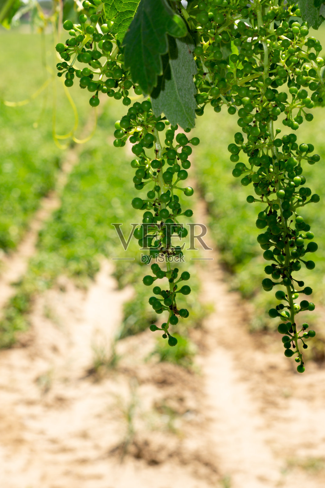 葡萄集群照片摄影图片