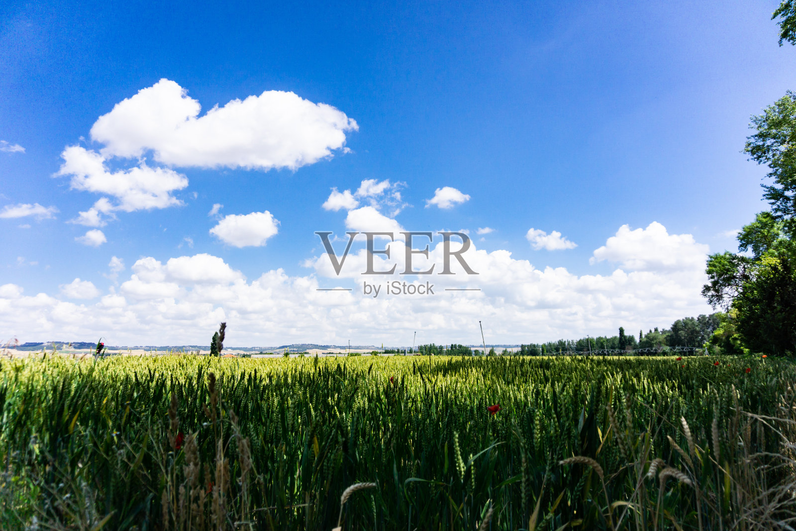 麦田照片摄影图片