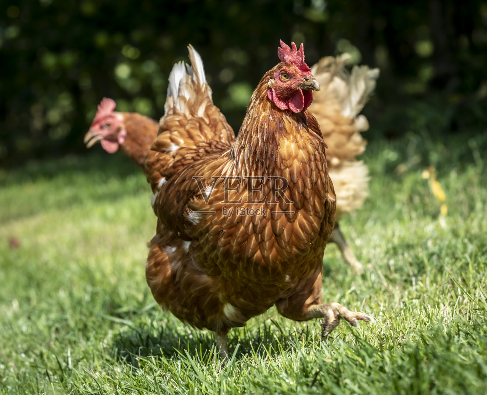 鸡照片摄影图片
