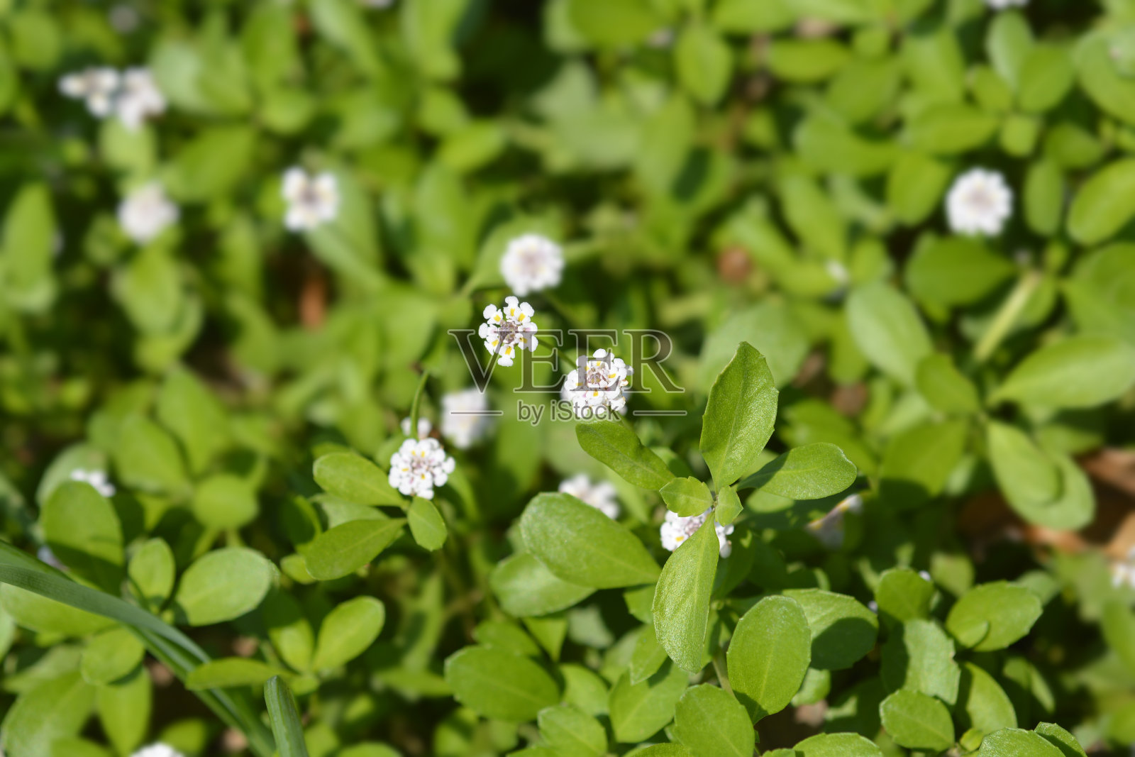 锯齿frogfruit照片摄影图片