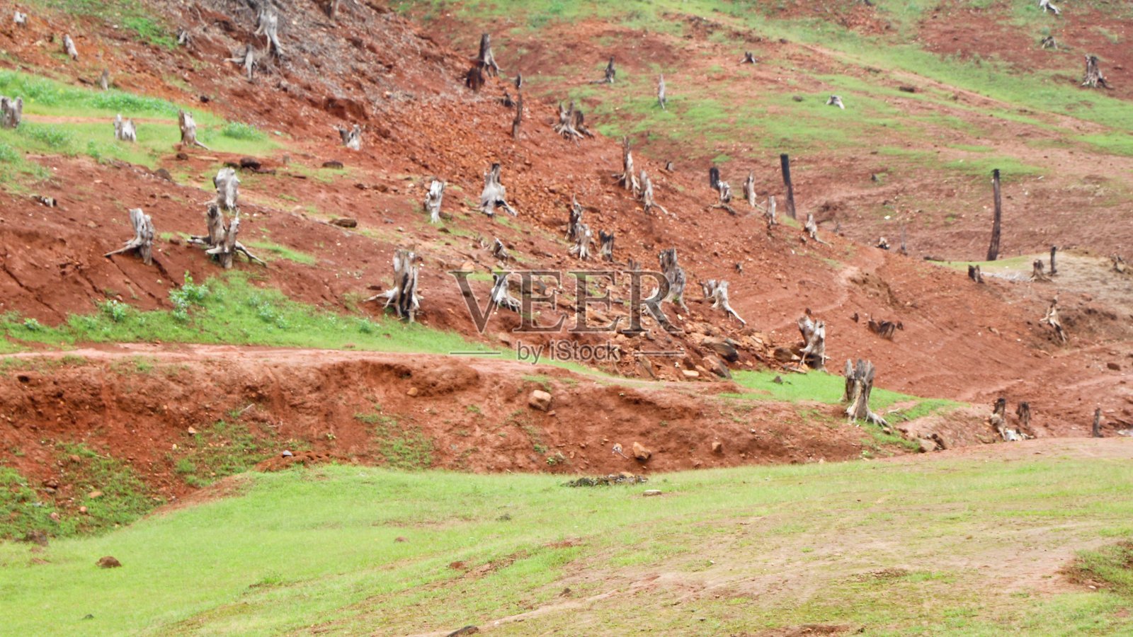 老砍伐的树根孤立在大坝集水区照片摄影图片