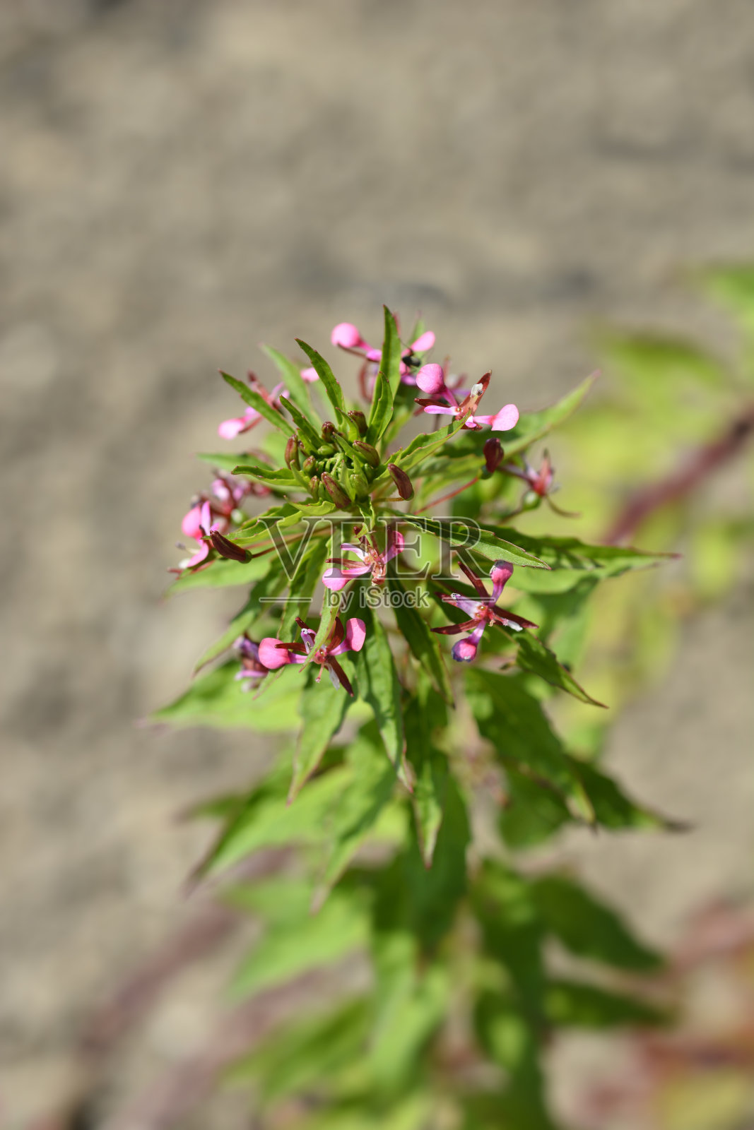 蚊子的花照片摄影图片