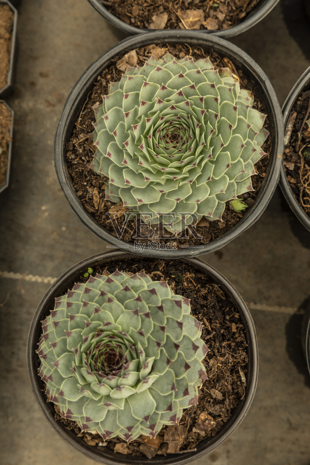 满是绿色植物的温室。装饰植物和蔬菜的种植房屋。照片摄影图片