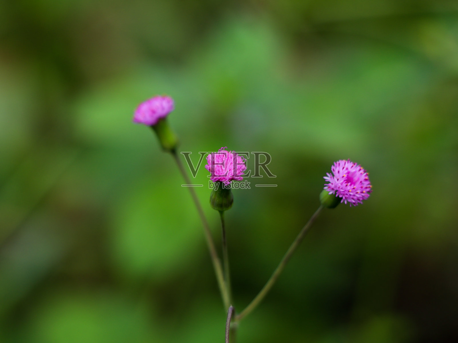 一点红，又名紫穗花或丘比特的剃须刷。是菊科的一种热带开花植物。照片摄影图片