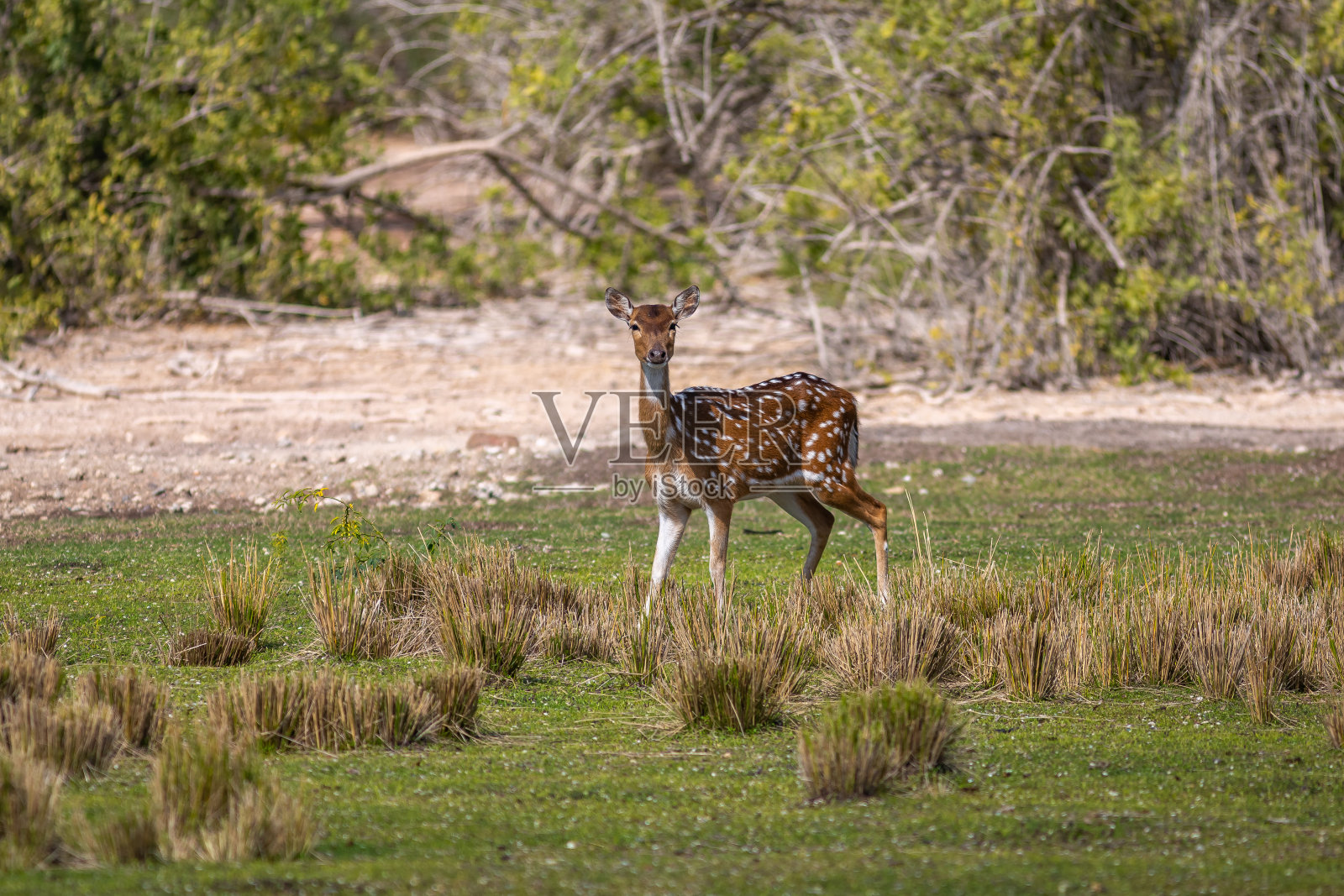 一群瞪羚照片摄影图片