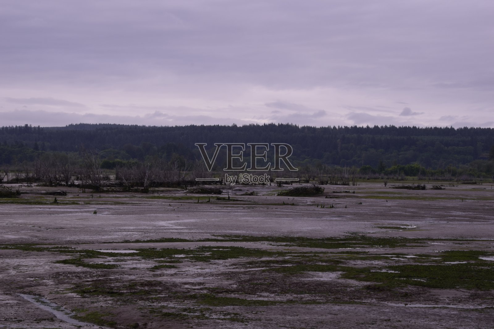 在多云的早晨低潮时，被大型针叶树环绕的空海湾照片摄影图片