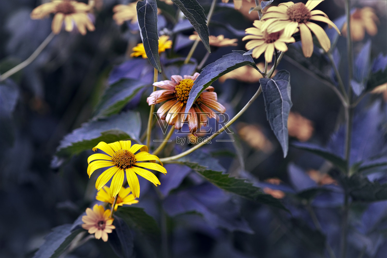 黄色的花照片摄影图片