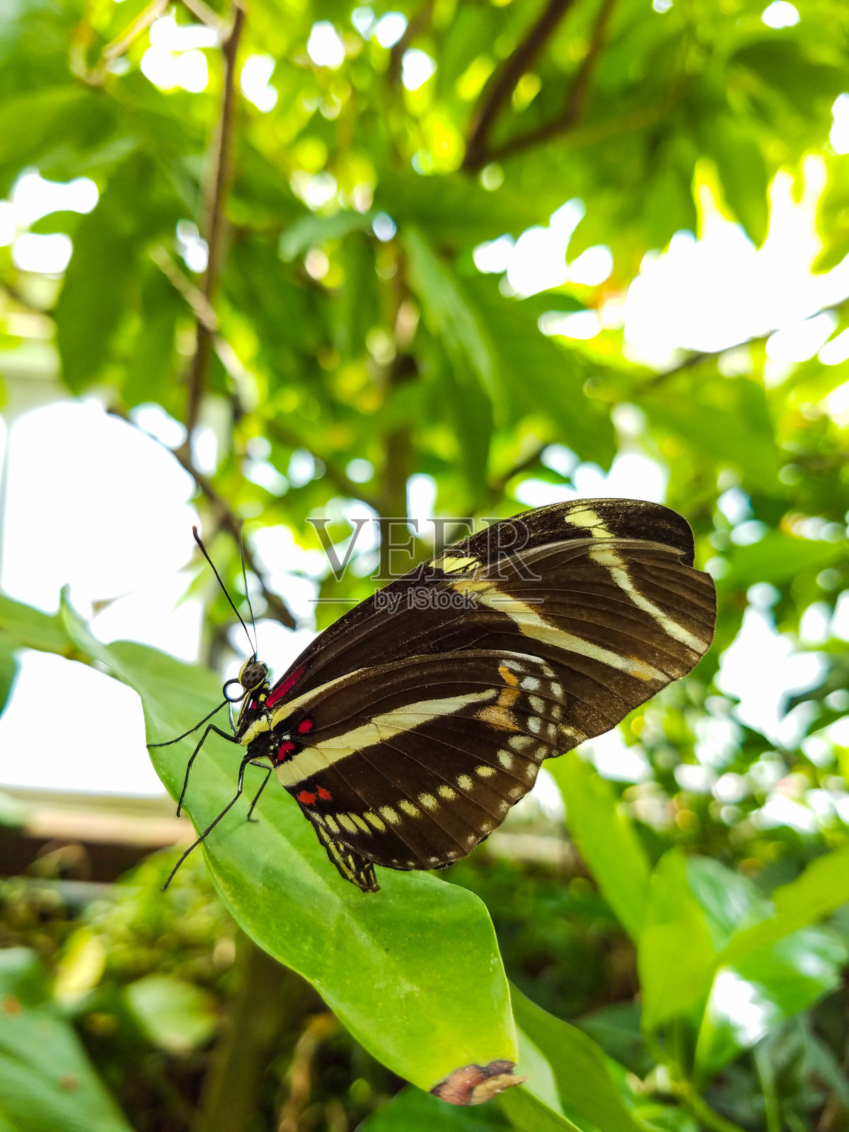 叶子上的蝴蝶特写照片摄影图片